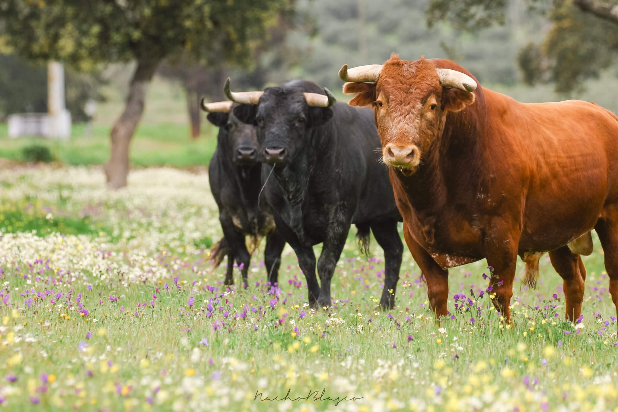 Fighting bull Toro Bravo Seville Spain.