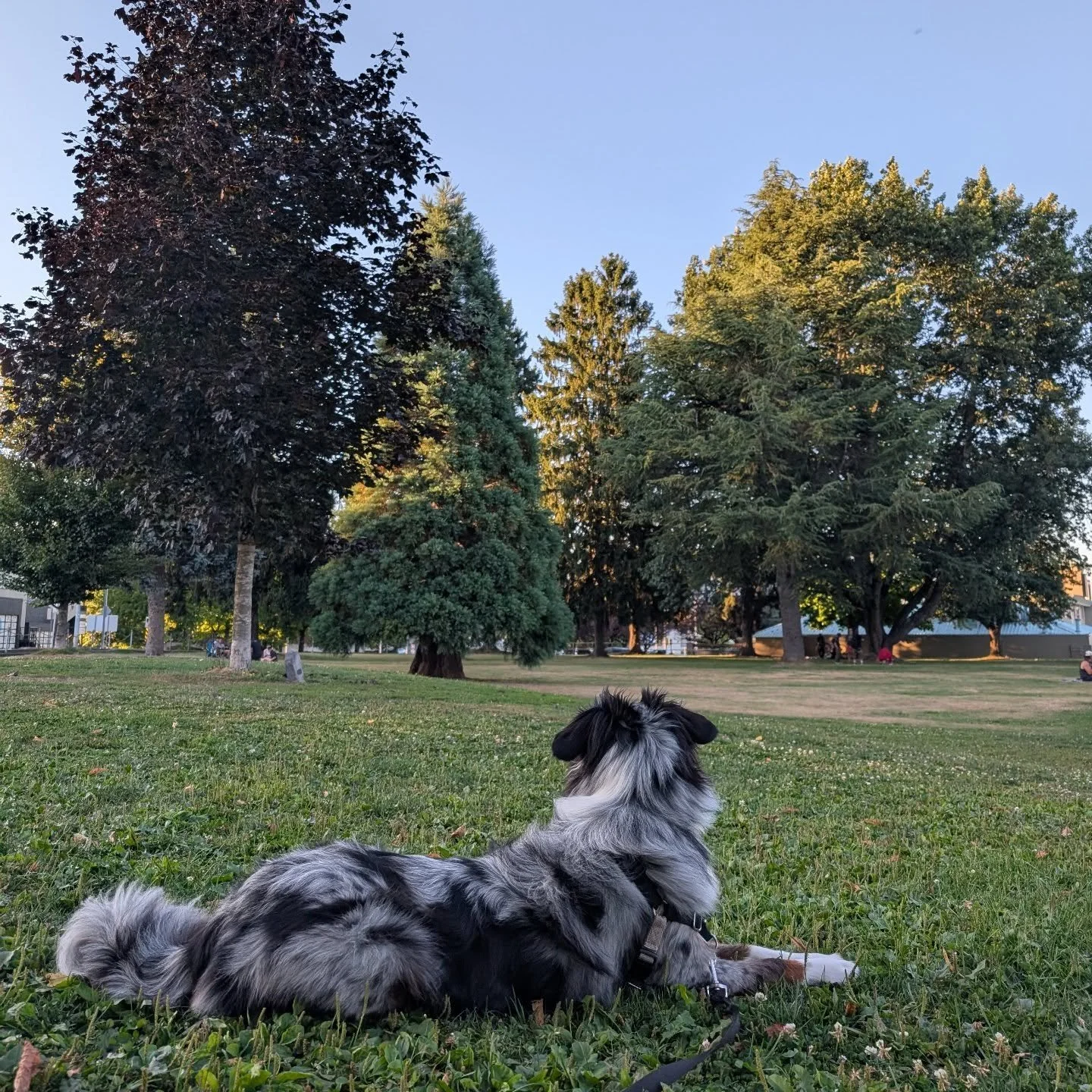 ✨ If you live with OCD, you know it&rsquo;s not just about being &ldquo;clean and organized.&rdquo; And if you didn&rsquo;t know that before- now you do.

OCD can take away joy from even the simplest moments, like a quiet evening in the park with you