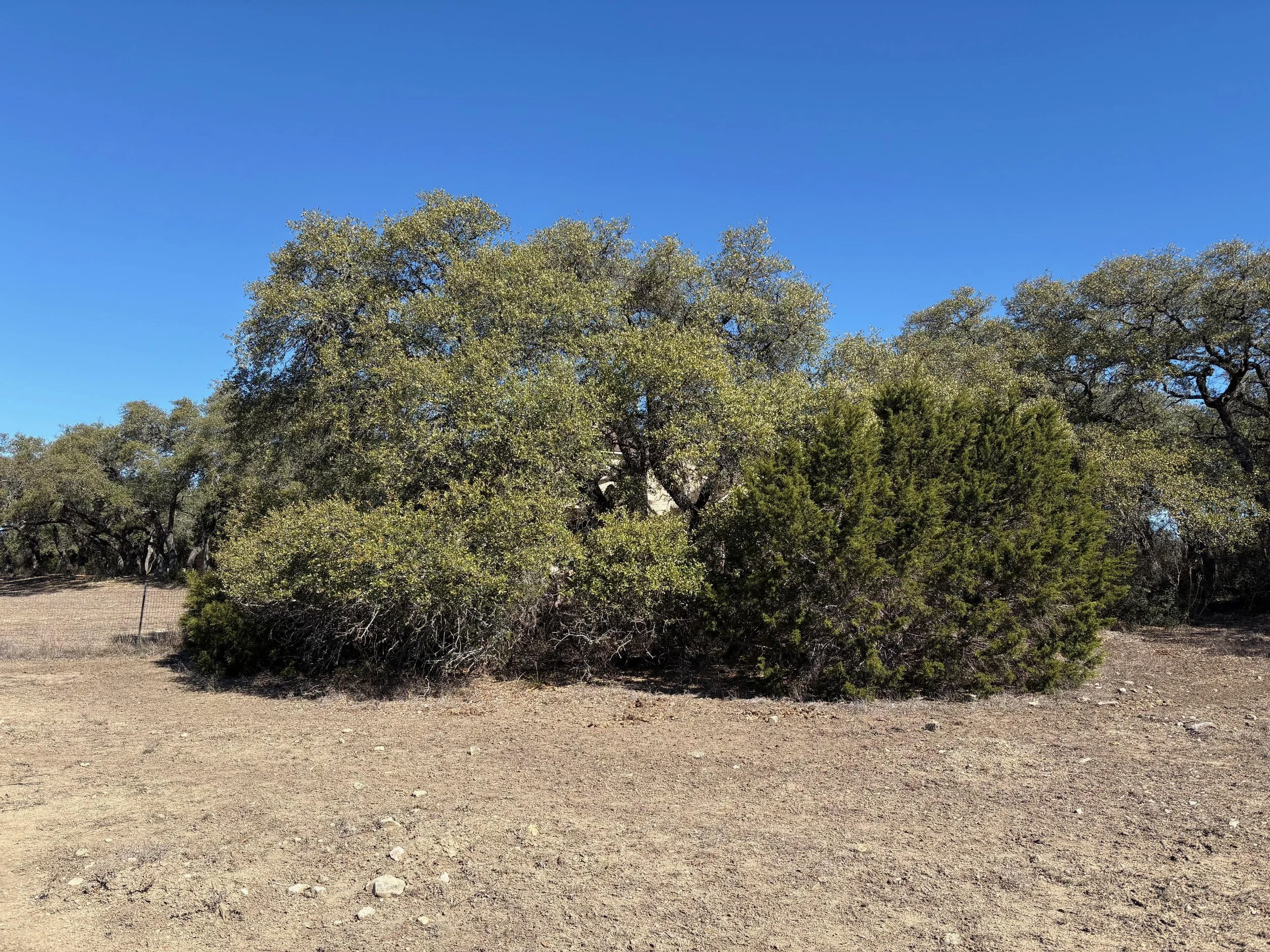 Scattered oaks throughout
