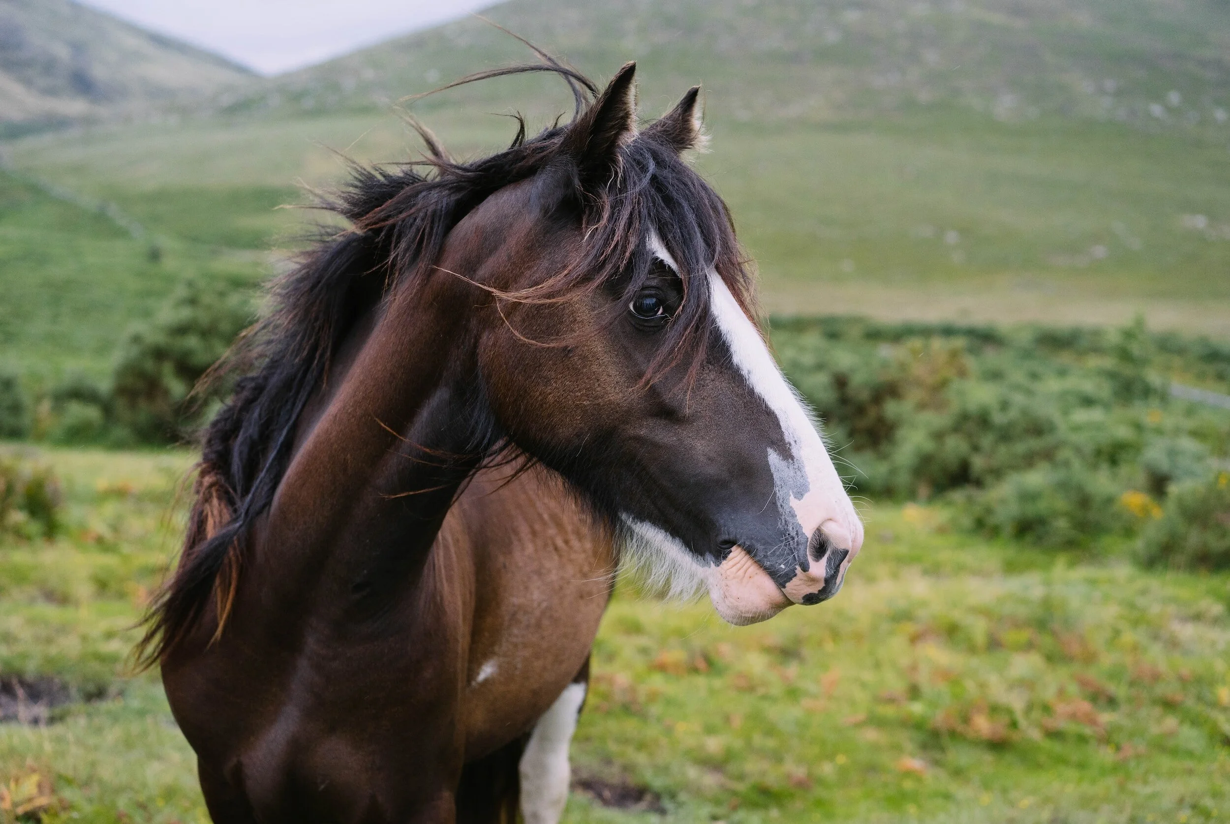 Horse in landscape with hills