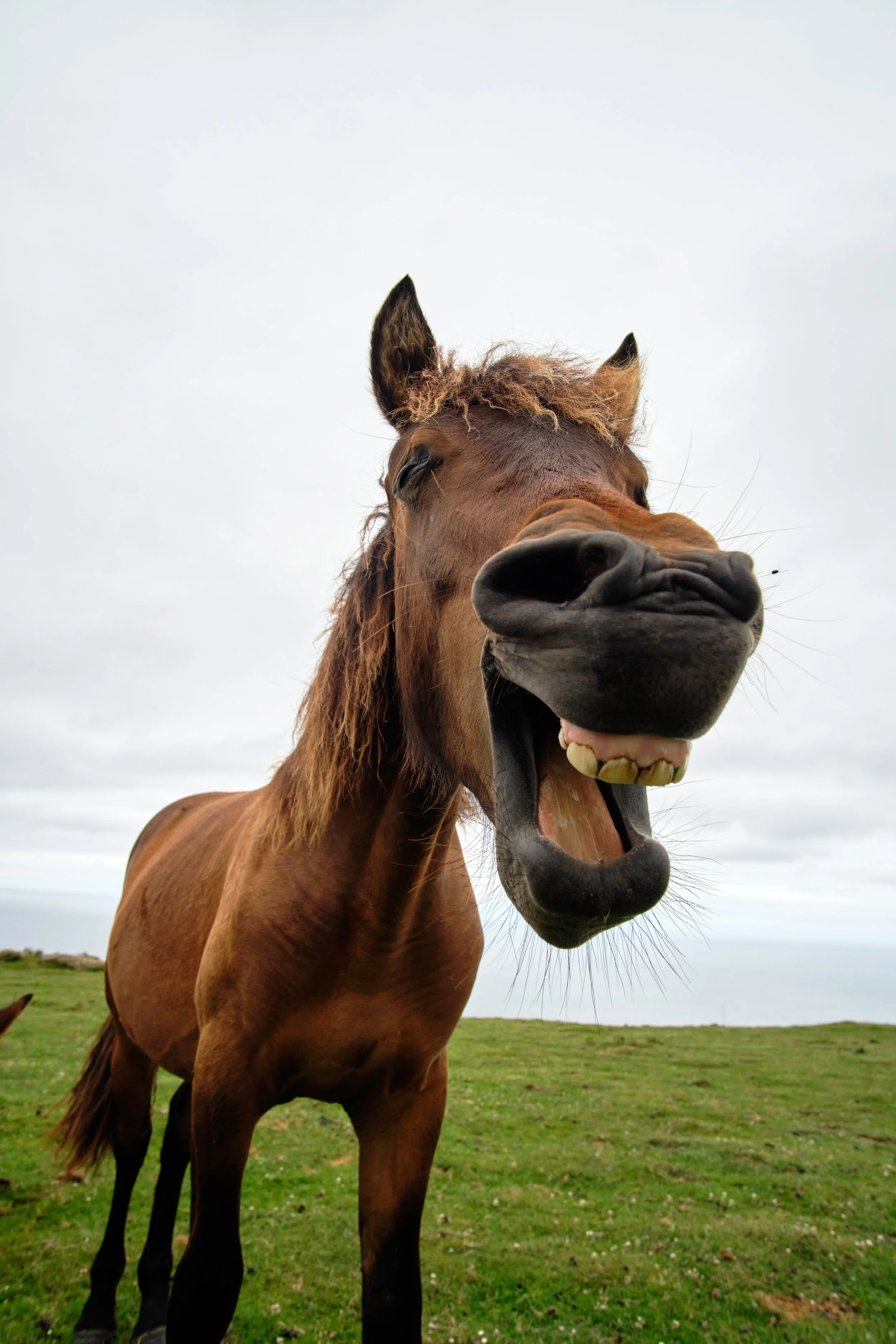laughing horse
