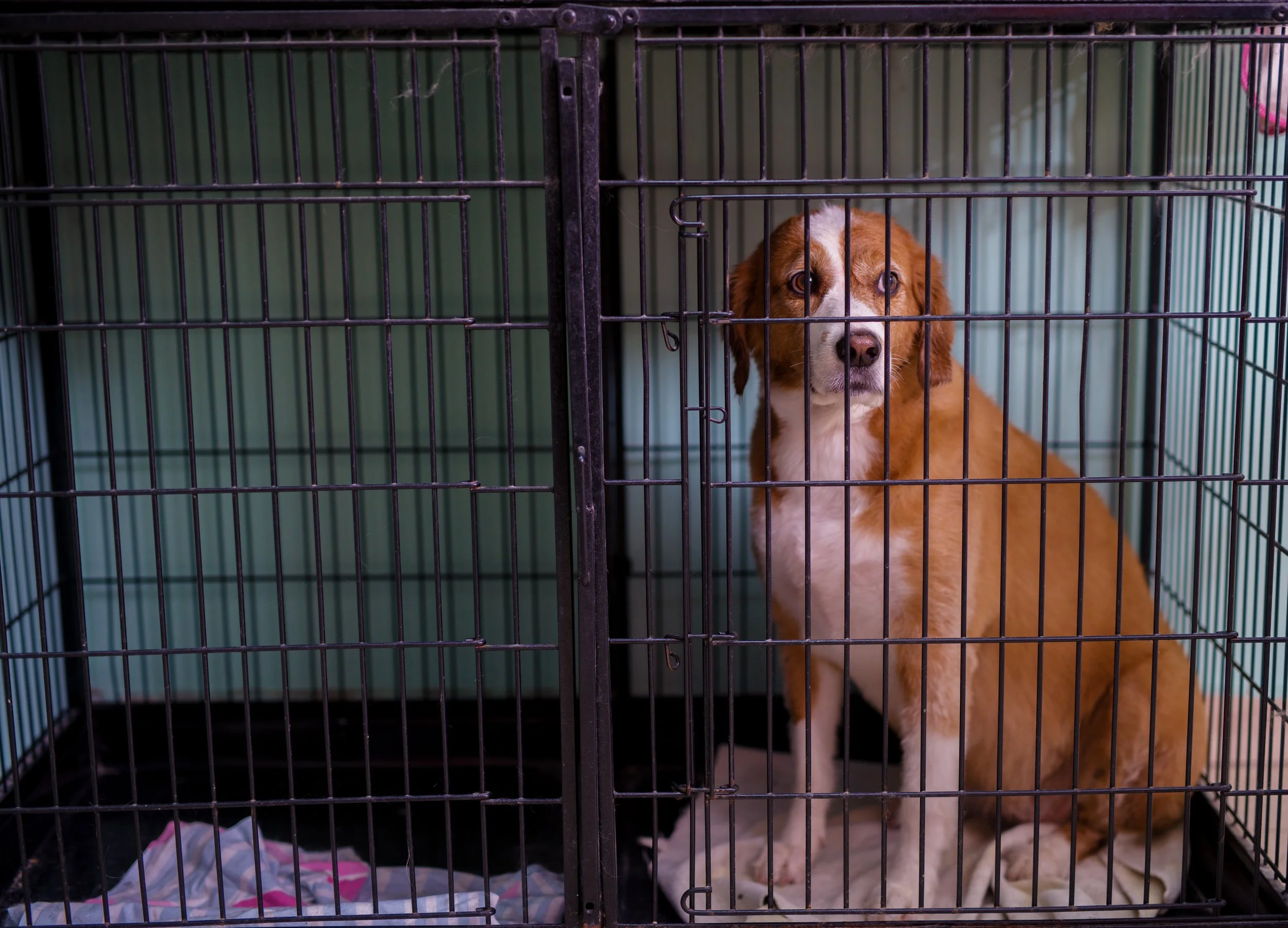 dog in kennel