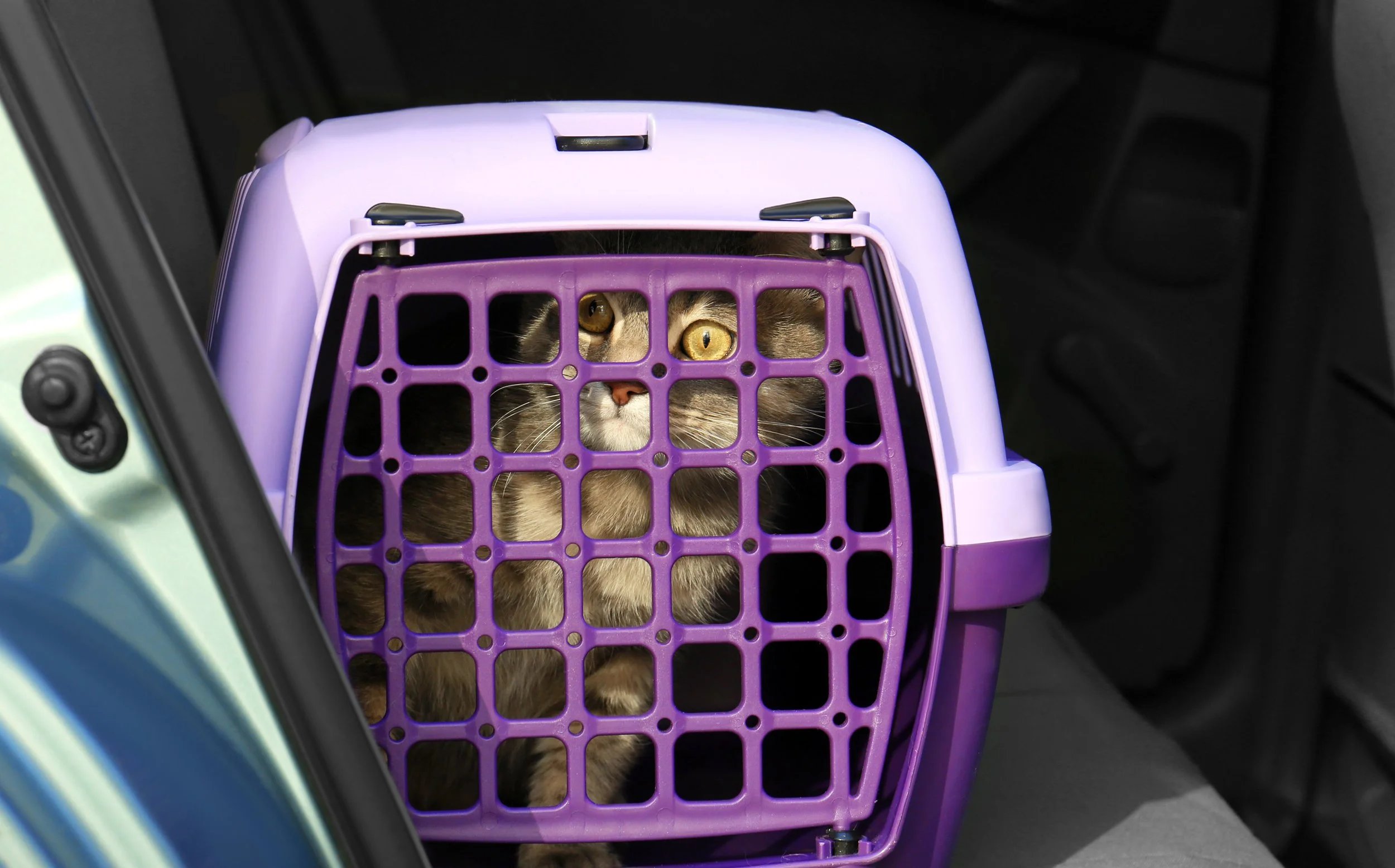 cat in carrier