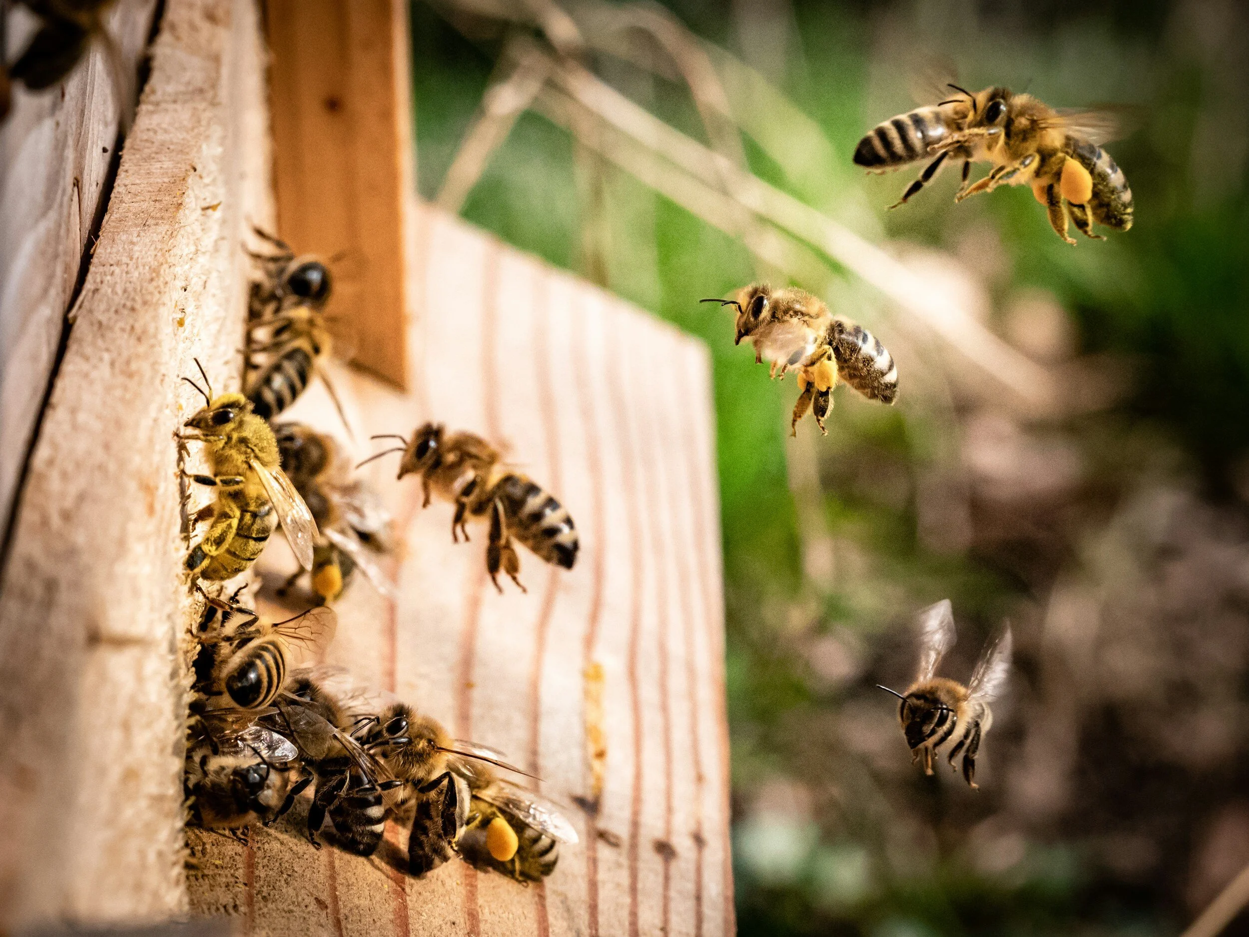 bees