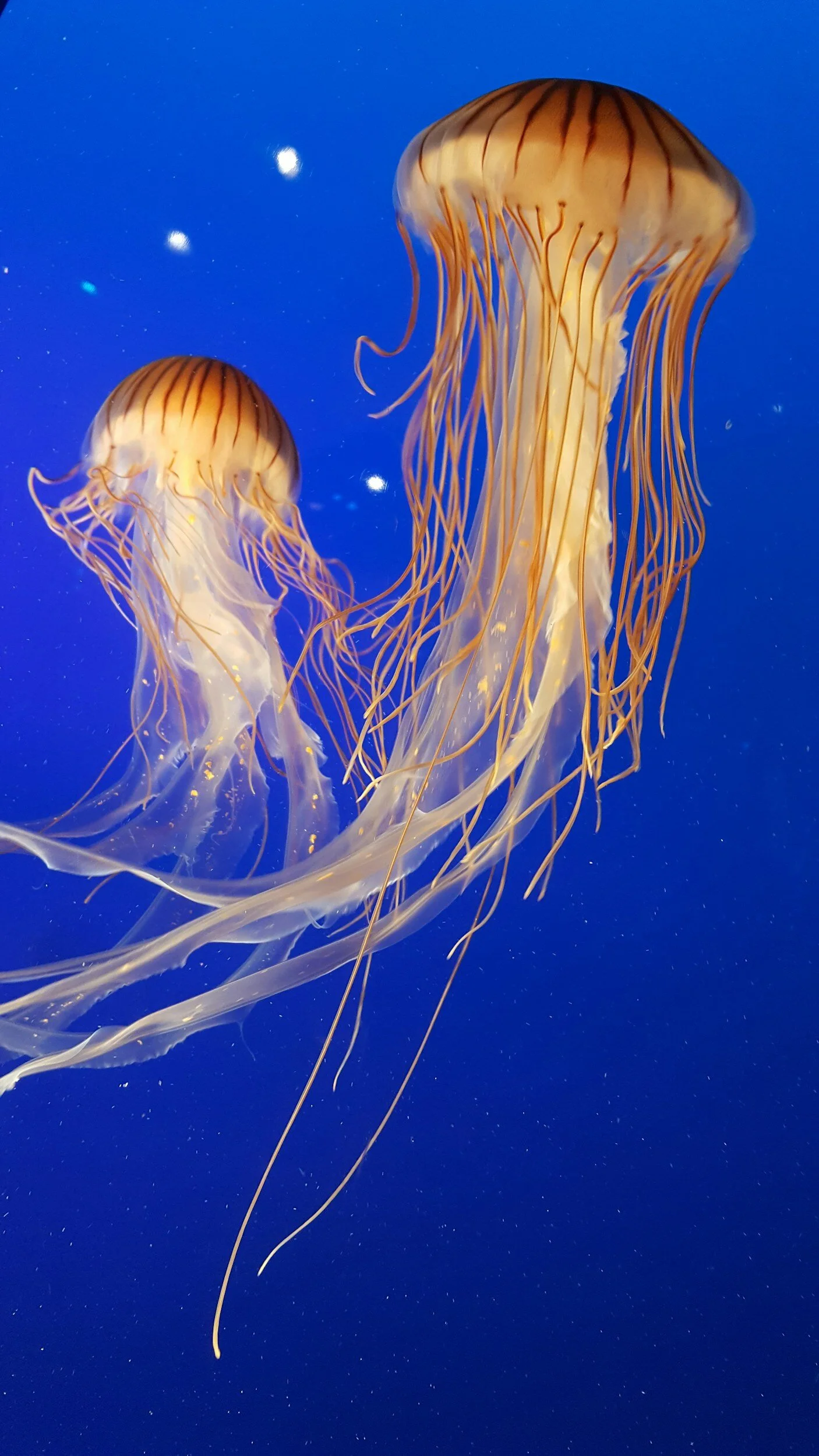 jellyfish