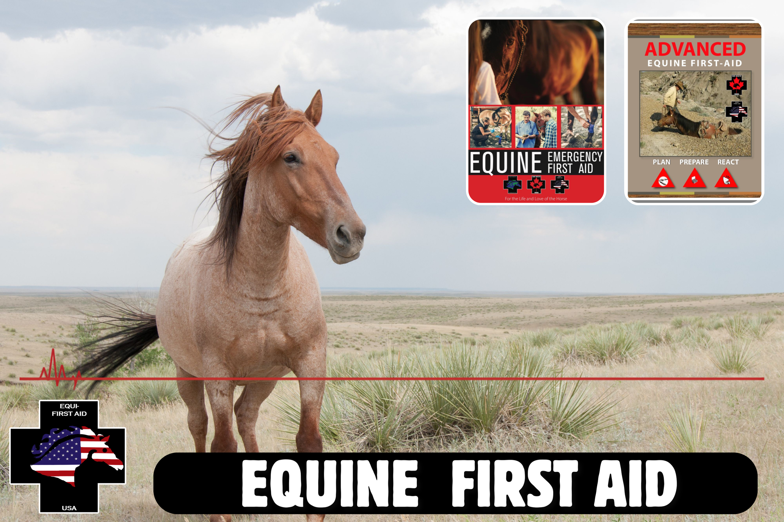 Equine First Aid