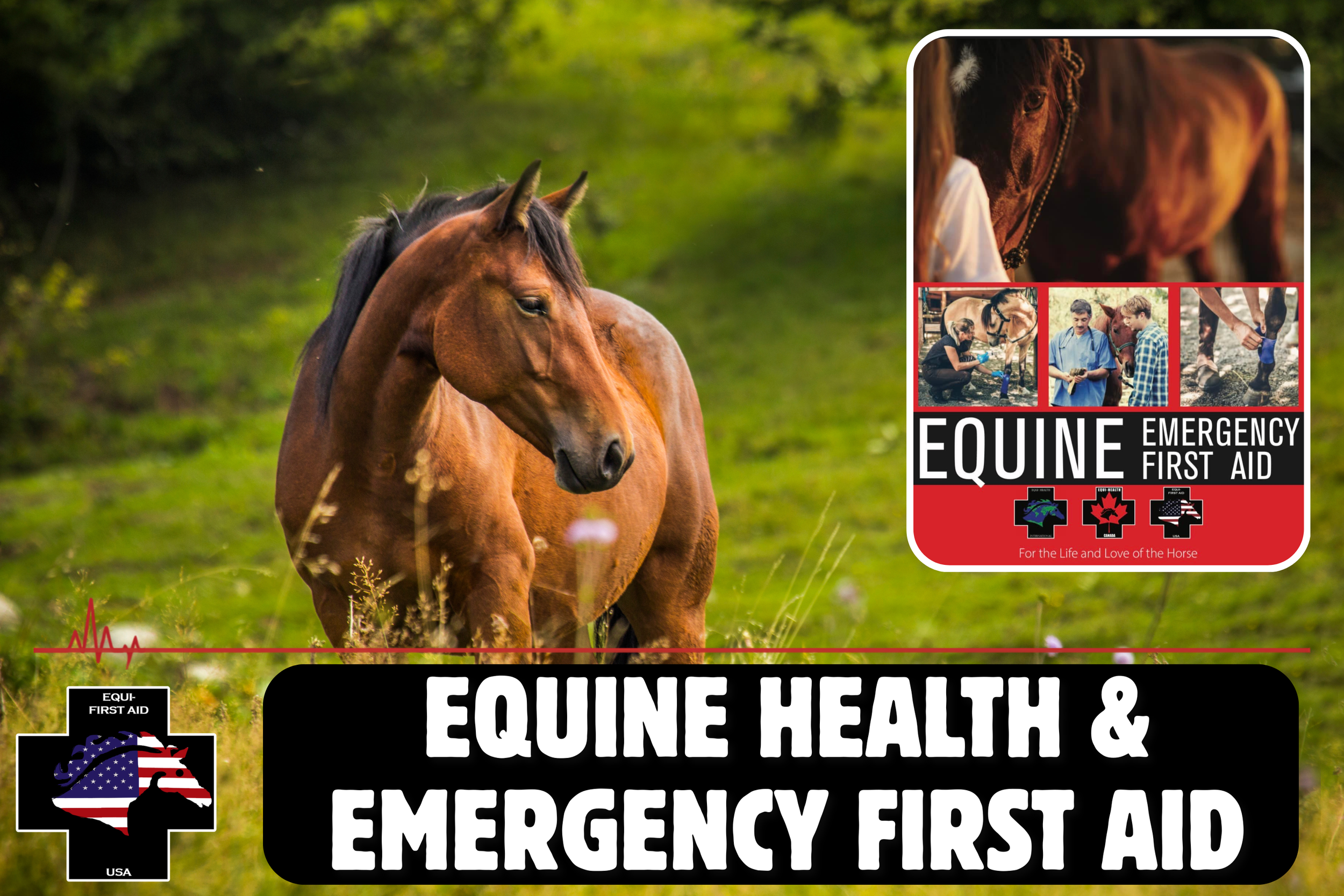 Equine Health &amp; Emergency First Aid