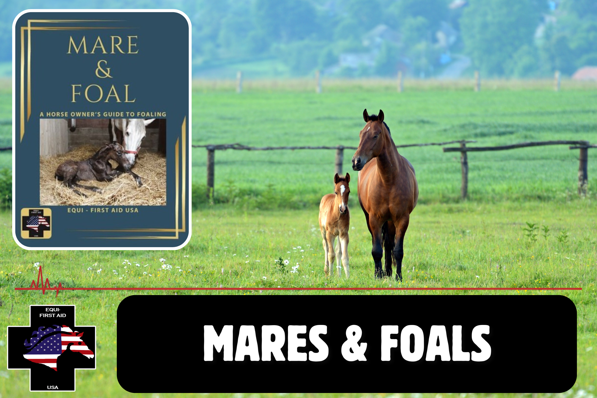 Mares &amp; Foals - a horse owner’s guide to foaling