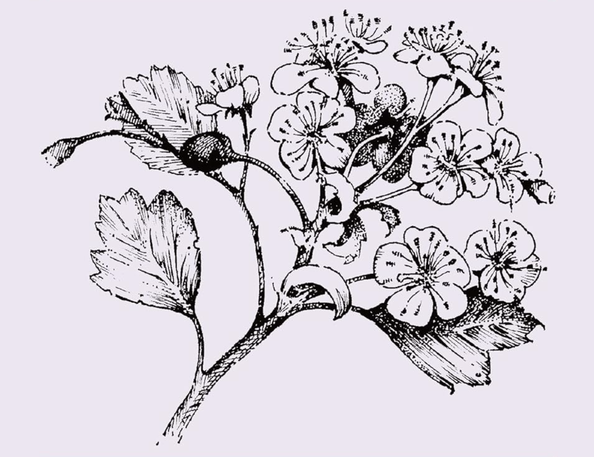 In Memoriam: Rae Beth (1951-2025)