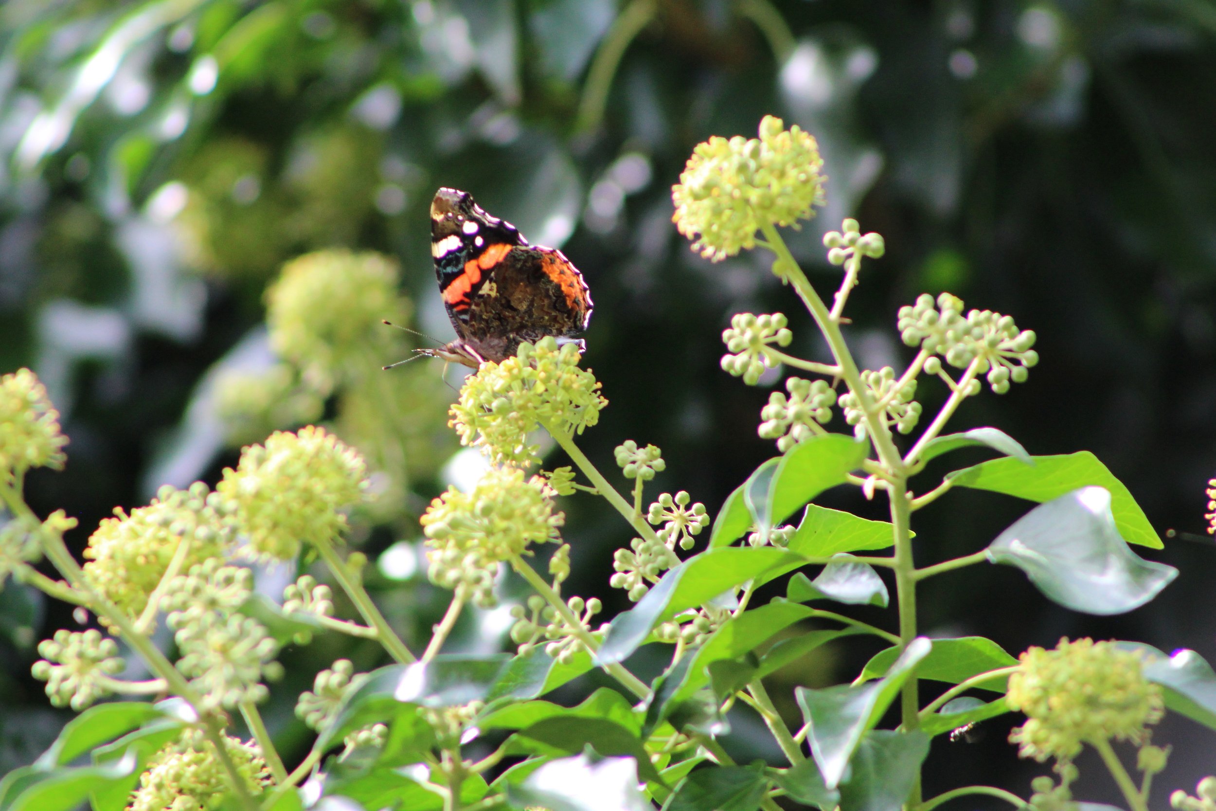 10 reasons to start gardening