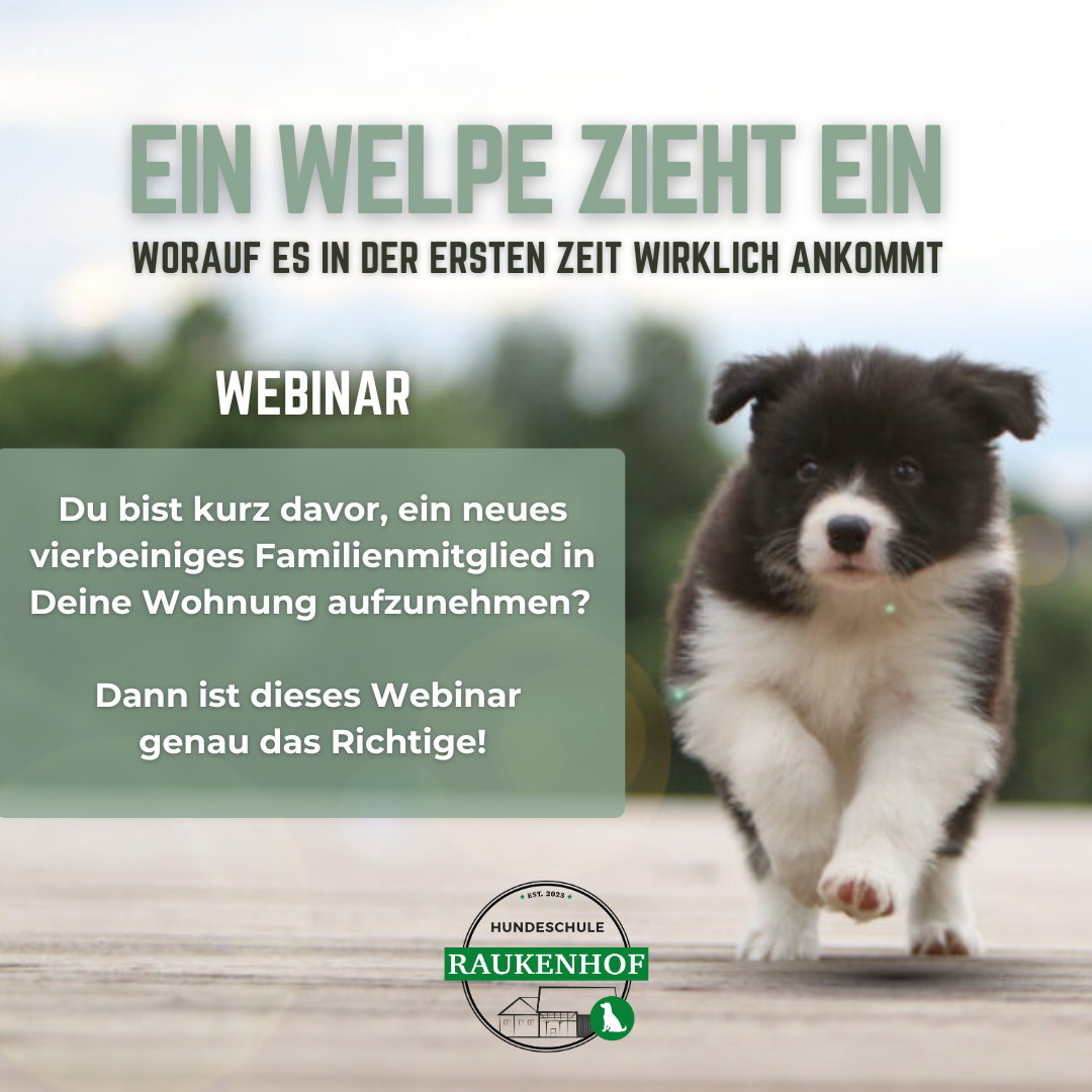 Ein Welpe zieht ein - Produktbild