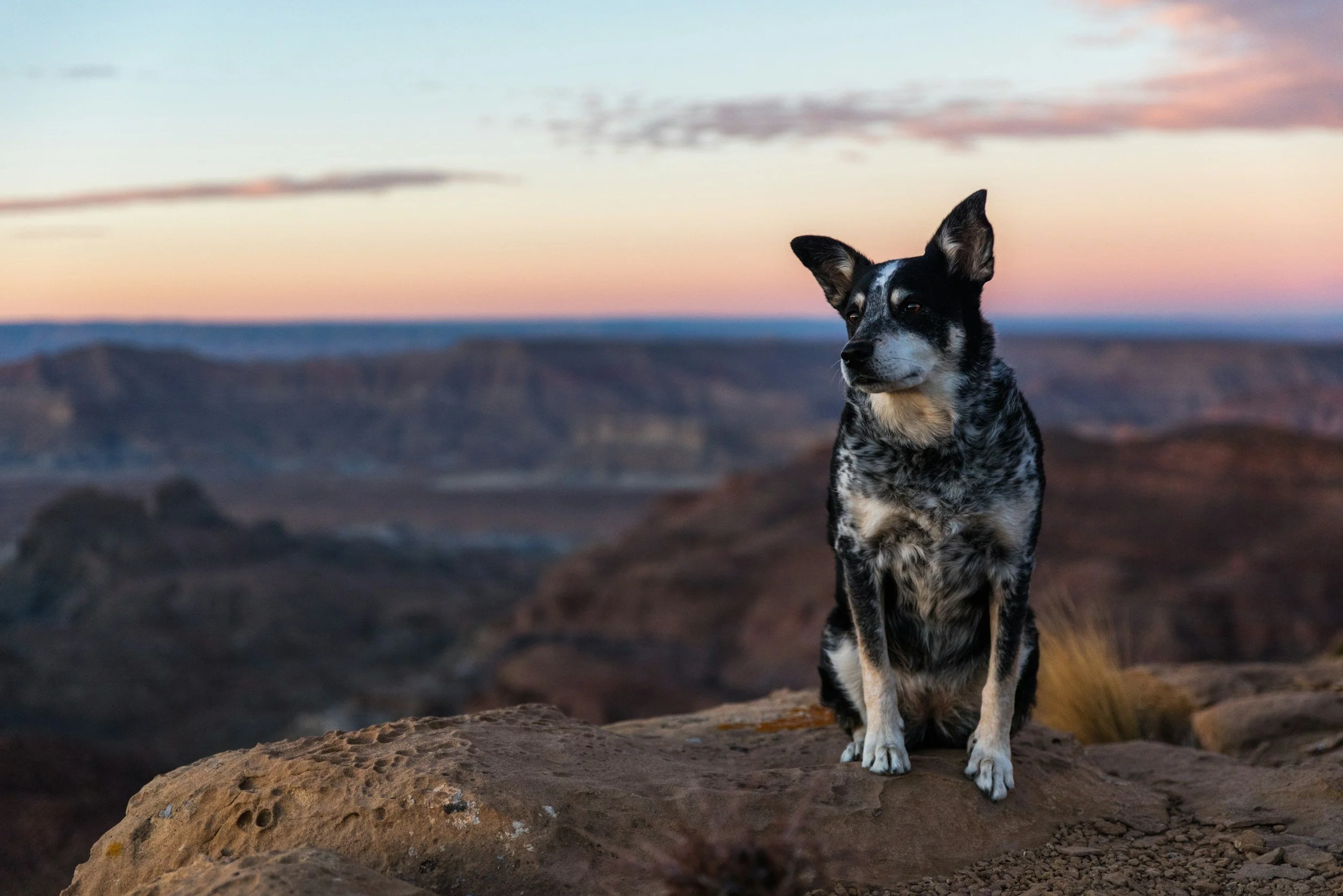 Ein Hund mit schwarzem und weißem Fell sitzt auf einem Felsen in einer Wüstenlandschaft bei Sonnenuntergang.