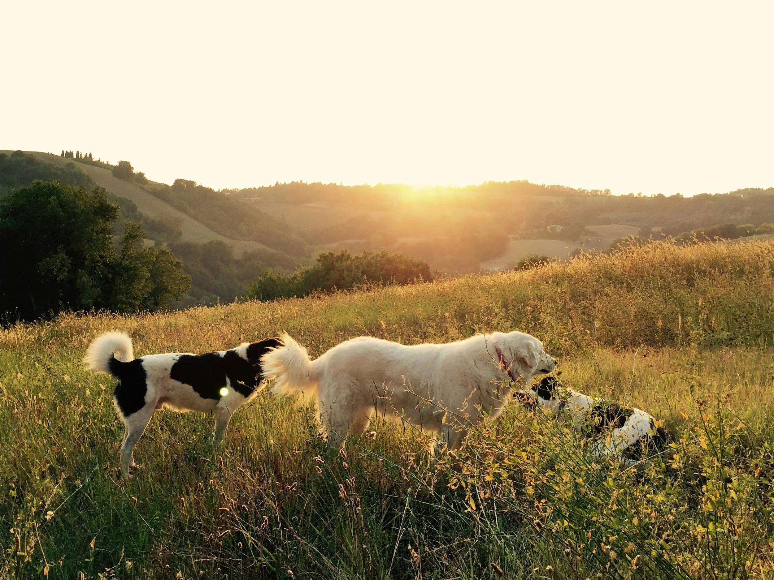 Zwei Hunde, ein weißer und ein schwarzer und weißer, spielen in einem grünen, hügeligen Feld bei Sonnenuntergang.