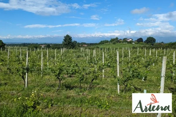 Anello tra le vigne ed i boschi dell’Anfiteatro morenico di Ivrea