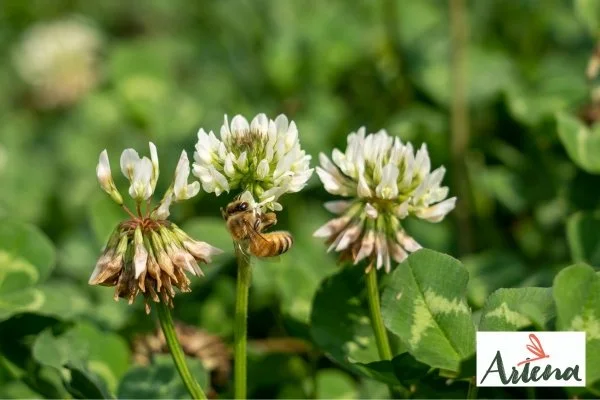 Piccoli eroi del giardino: insetti impollinatori e bug’s home