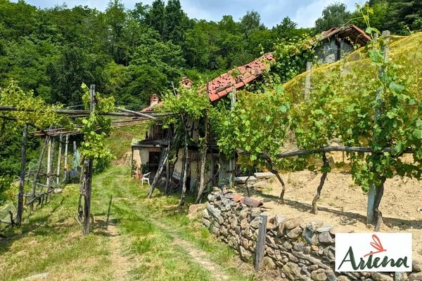 Una panoramica cappella, uno strano mulino e bellissime vigne: escursione ad anello a Levone