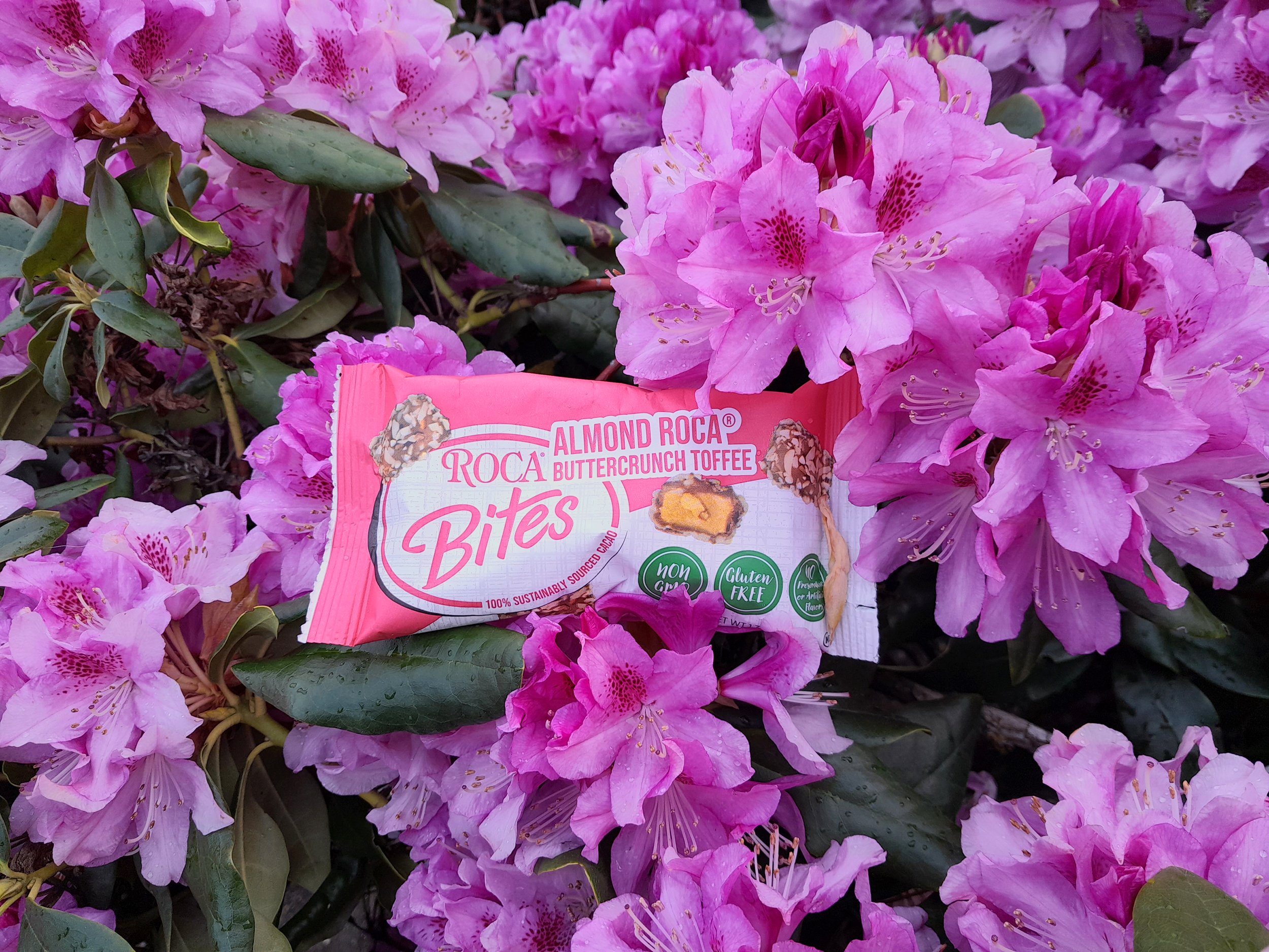 AR ROCA BITES Purple Flowers 2023_05_09.jpg