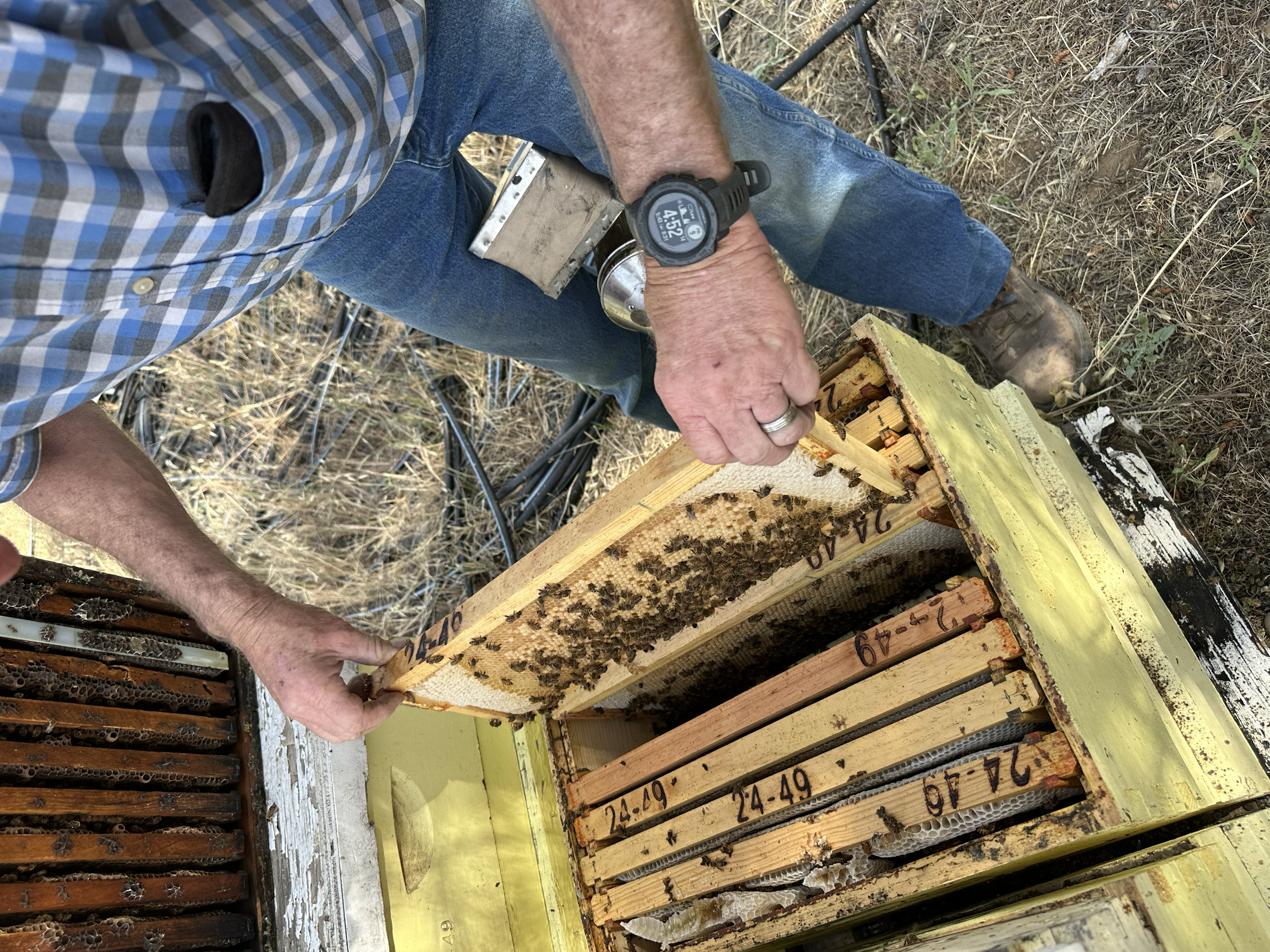 A person opening a beehive box with frames full of bees and honeycomb, wearing a plaid shirt and a wristwatch.