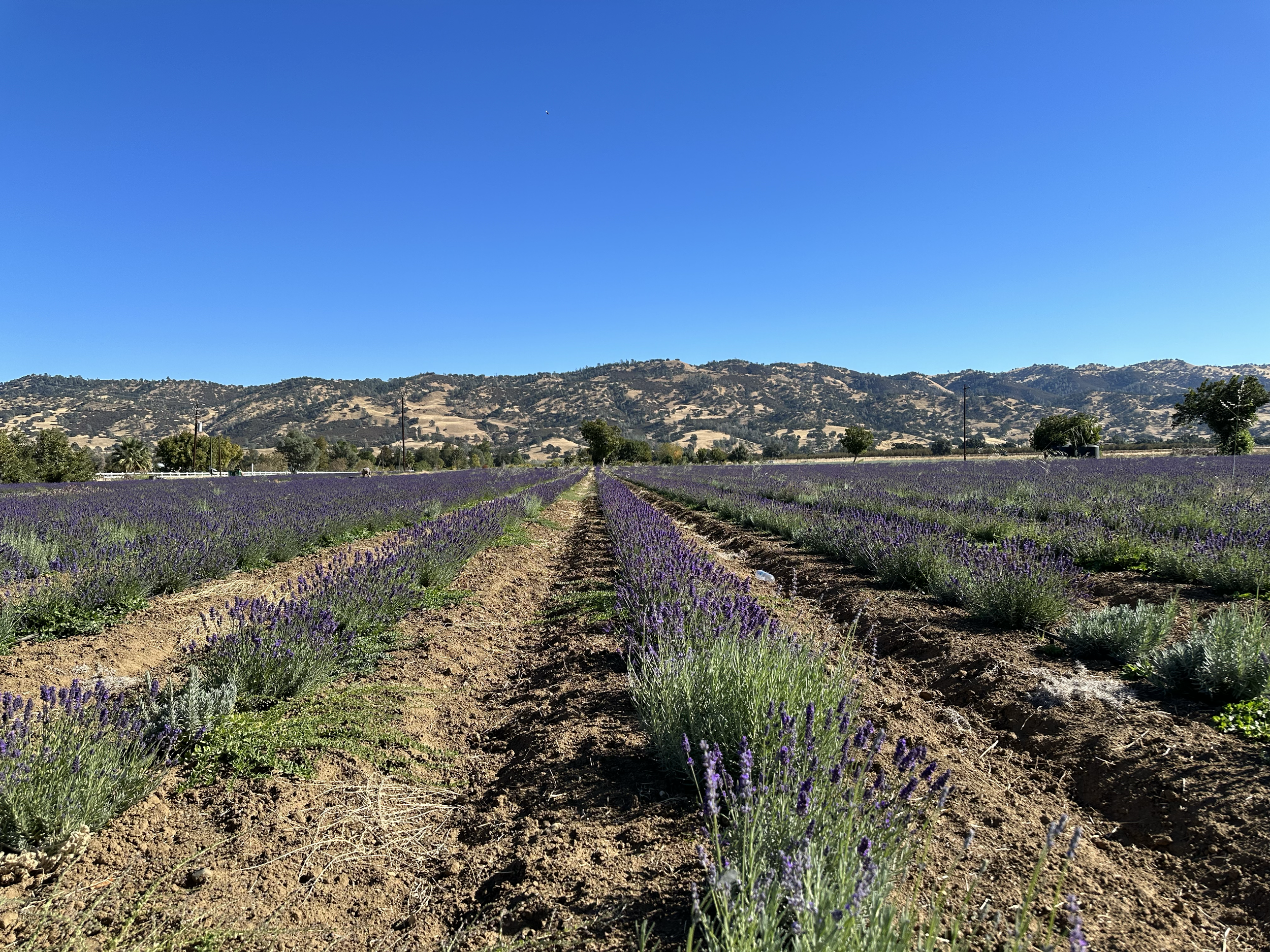 Lavender field with mountains and blue sky