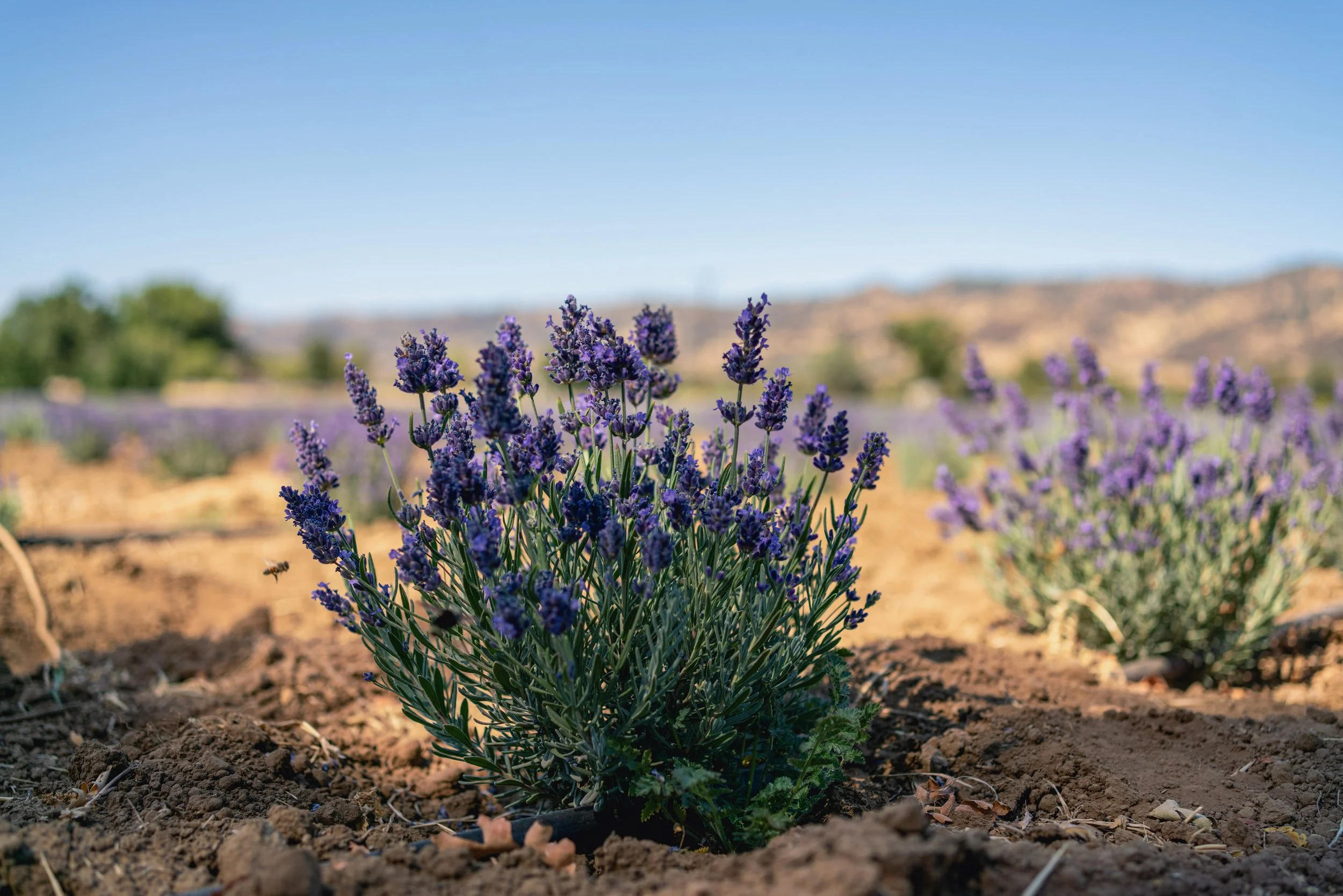 Lavender plants with purple flowers in a field under clear blue sky