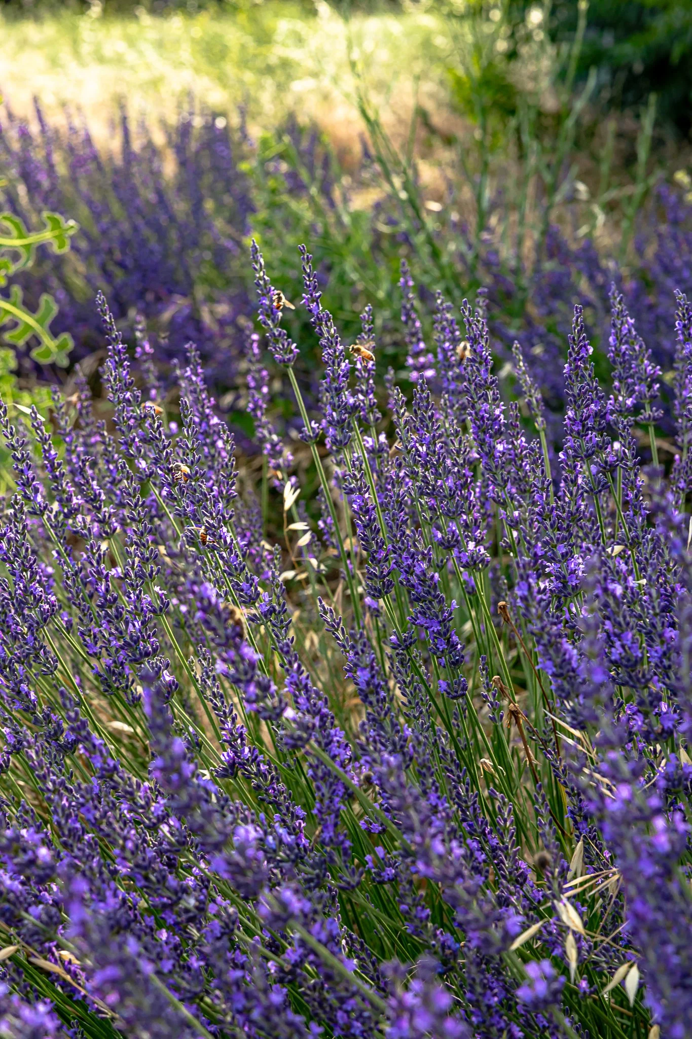 Purple lavender flowers in a garden with greenery in the background.