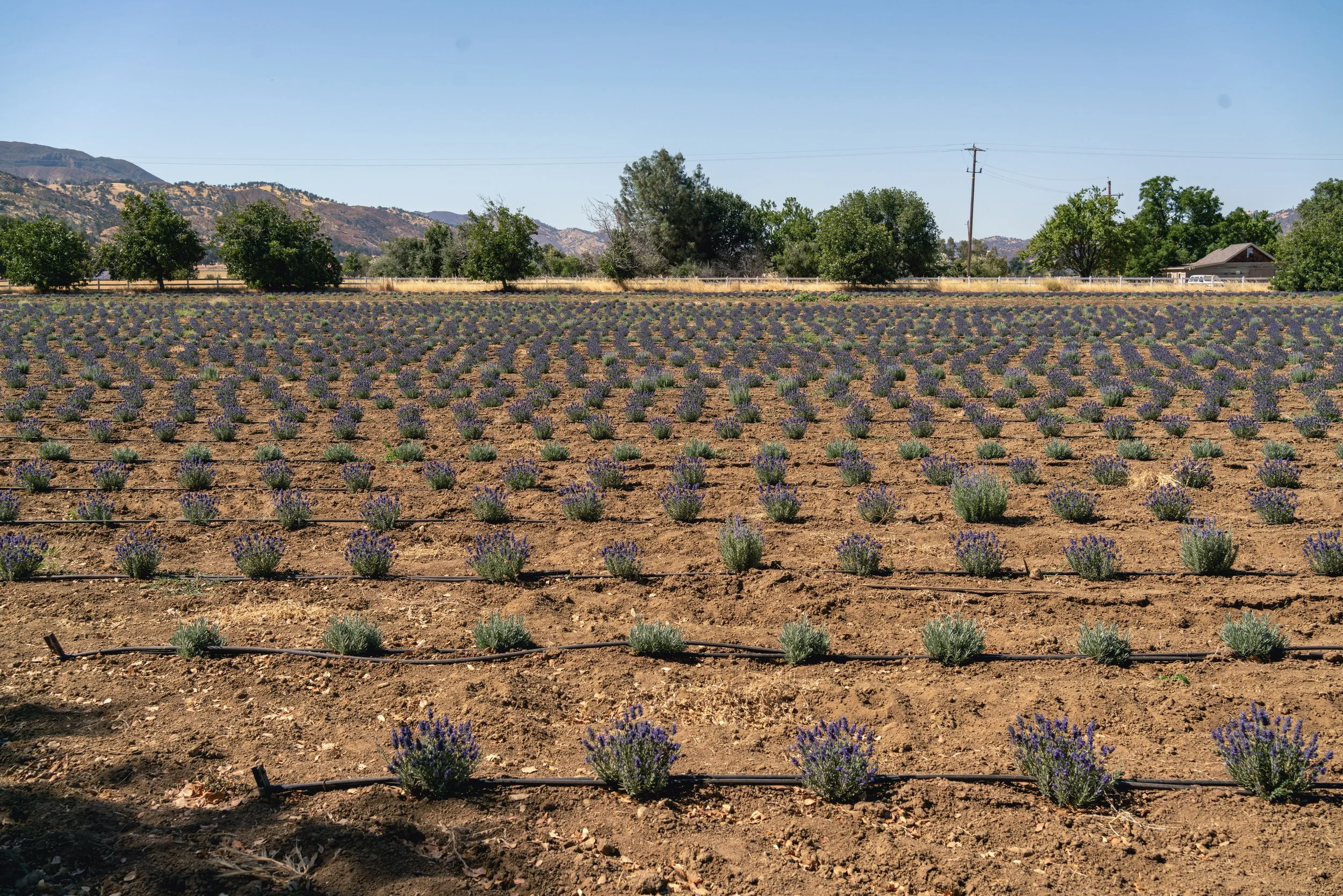 Lavender field with rows of young lavender plants, surrounded by trees and mountains in the background.