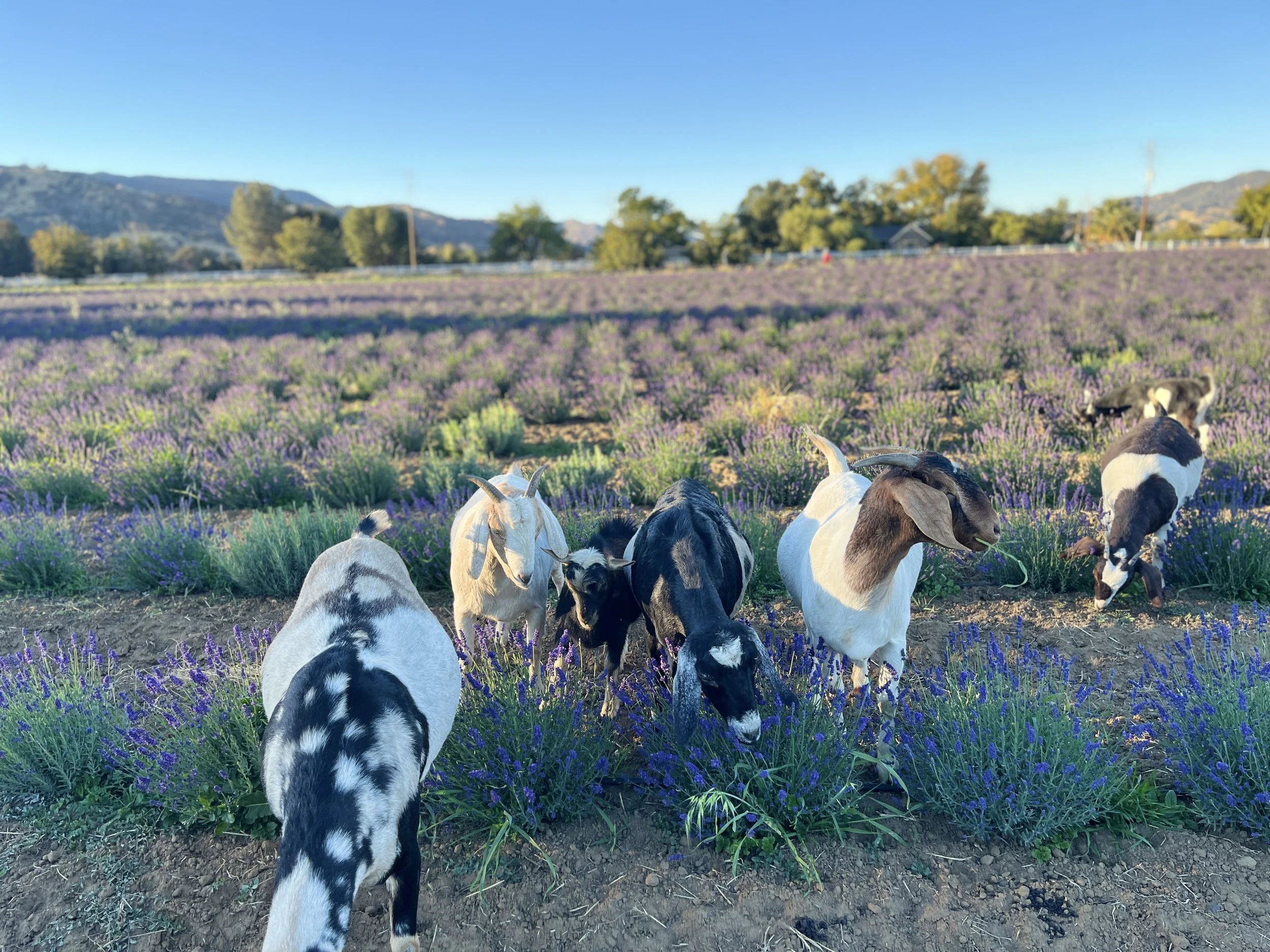 Goats grazing in a lavender field with mountains in the background.
