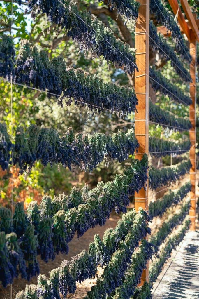 Bundles of lavender hanging on strings for drying outdoors.