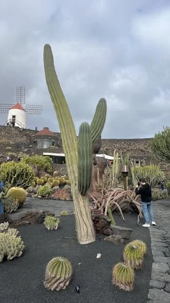 TURNS OUT, CACTI ARE PRETTY SMART