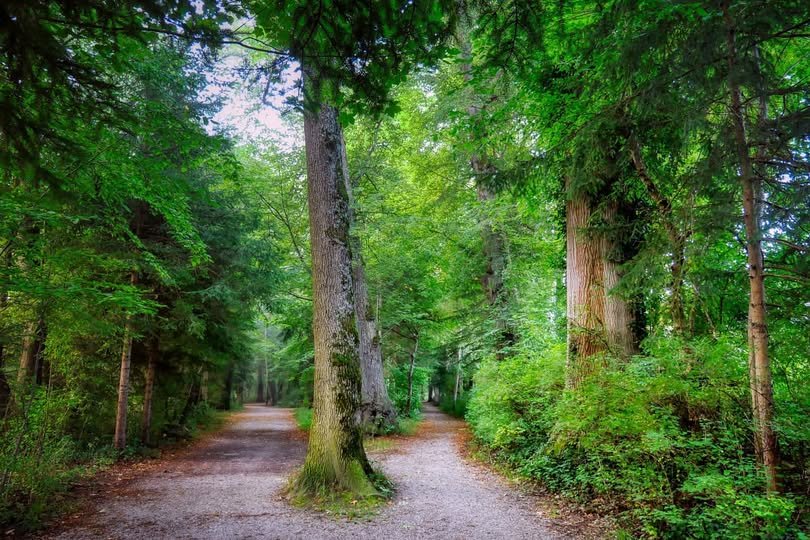 THERE’S A FORK IN THE ROAD—AND BOTH PATHS LEAD TO AN APOLOGY 