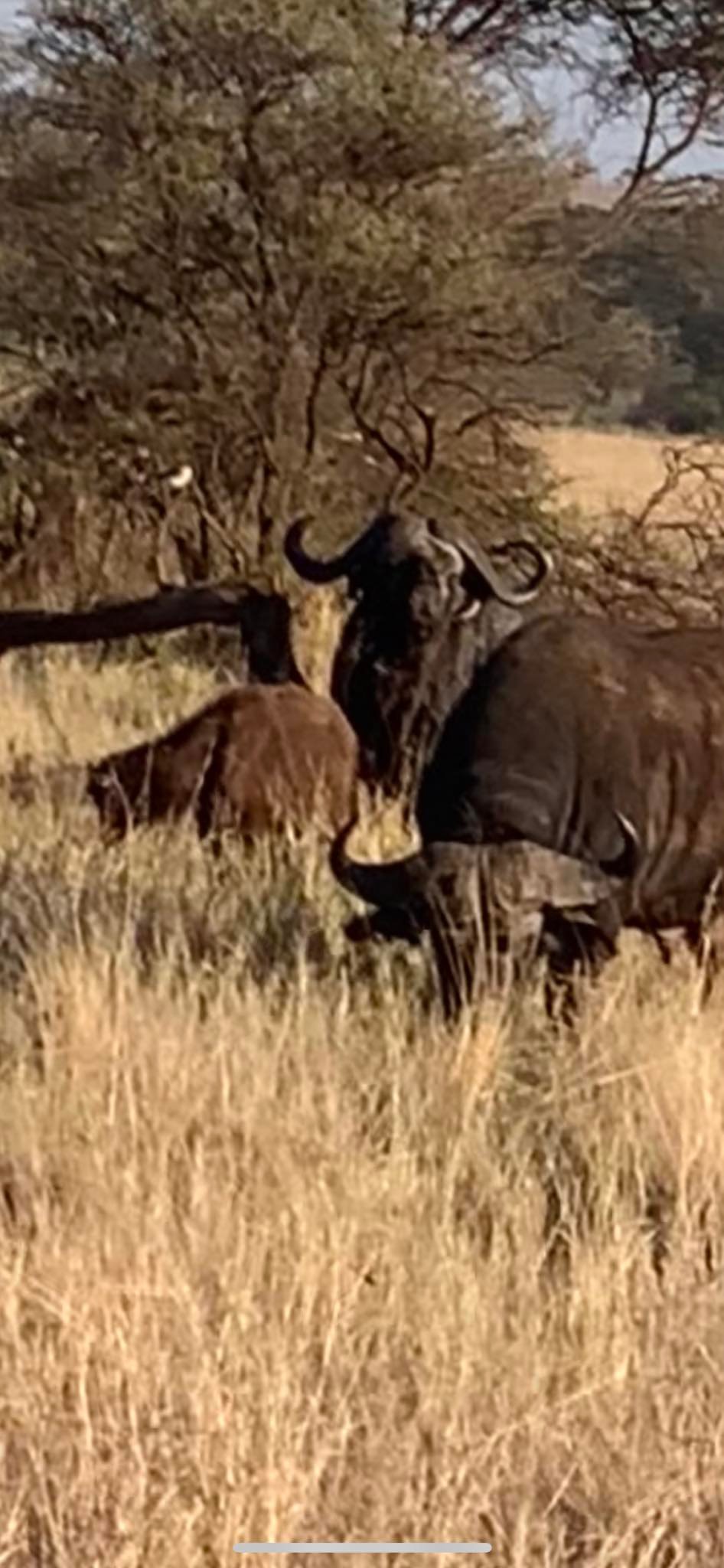 THE SERENGETI DESERT--A MOST UNUSUAL BLENDED FAMILY AND A TALE OF TWO DADS