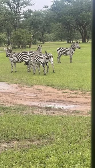 zebras2.jpg