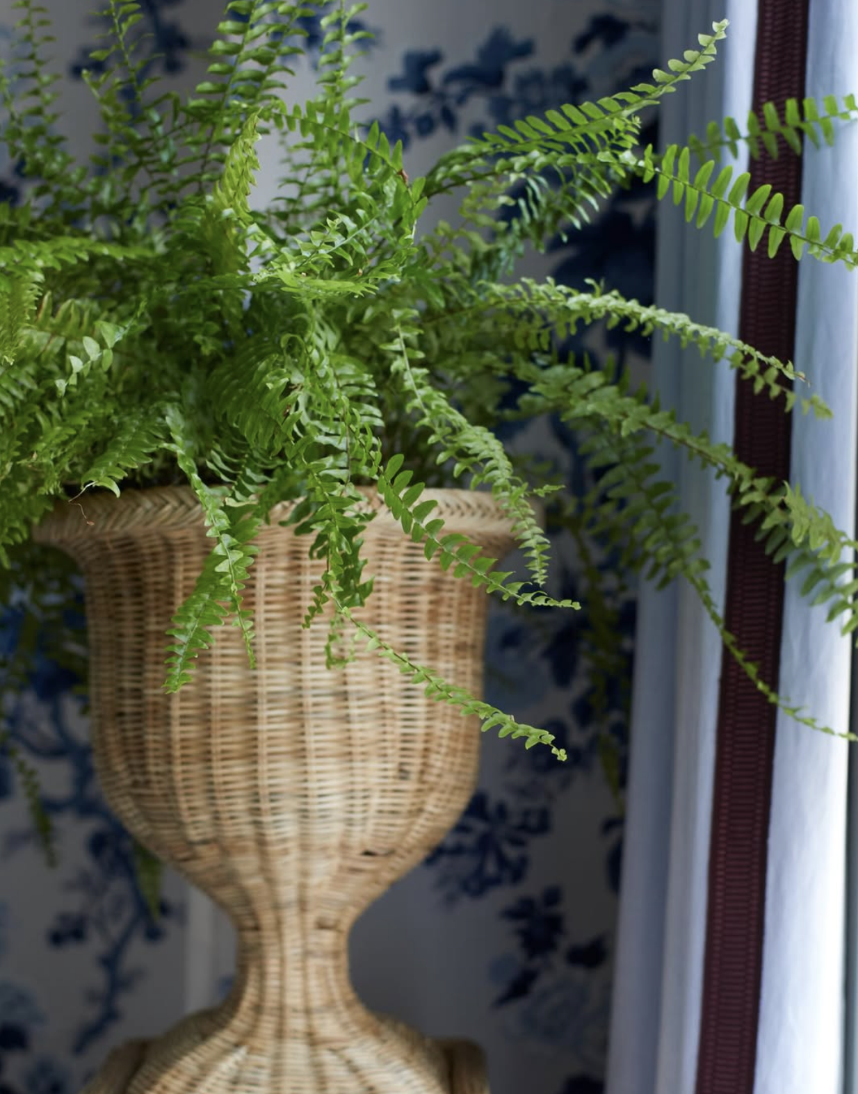 A lush green fern plant in a decorative woven basket-style pot near a window with white curtains designed by Richmond, VA interior designer Jenny Holladay Design.