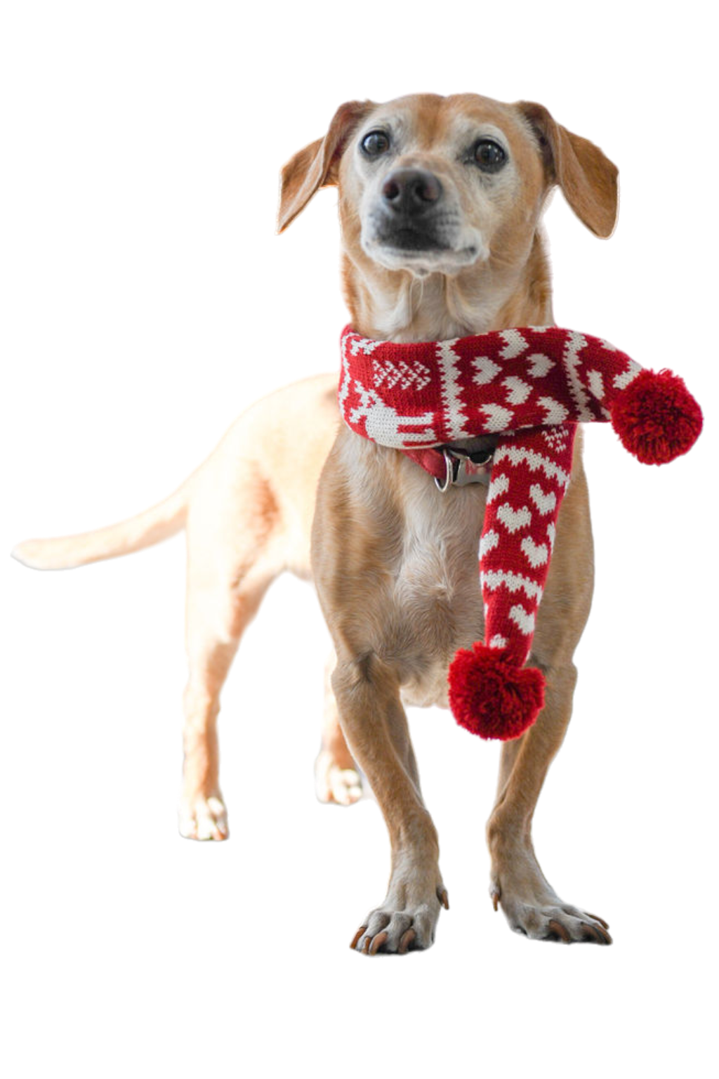 Indy the dog with red scarf