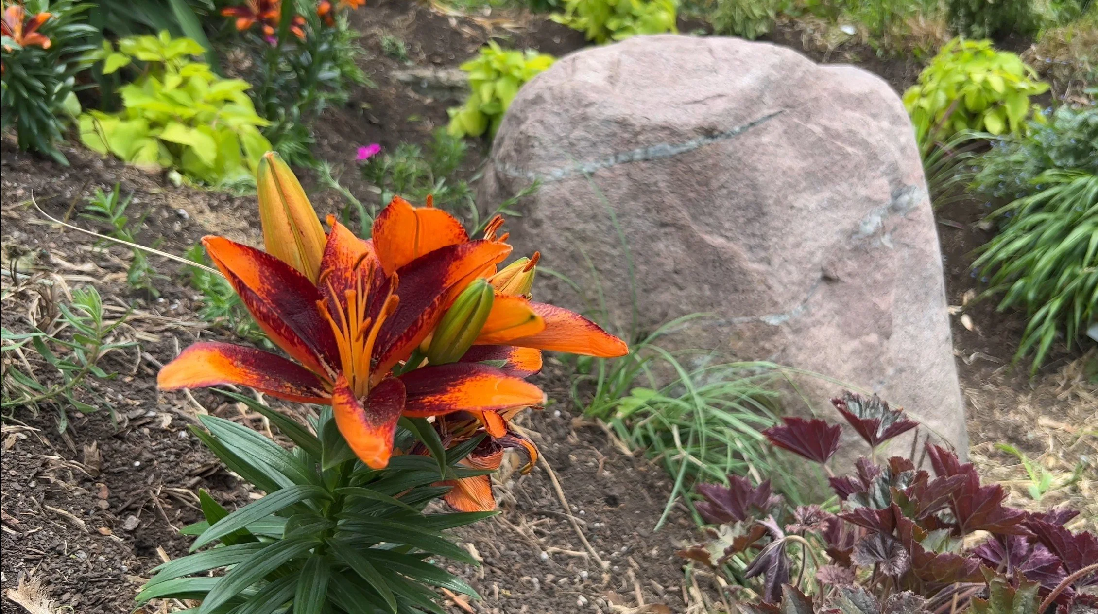 Screenshot 2026-02-17 091700.JPG