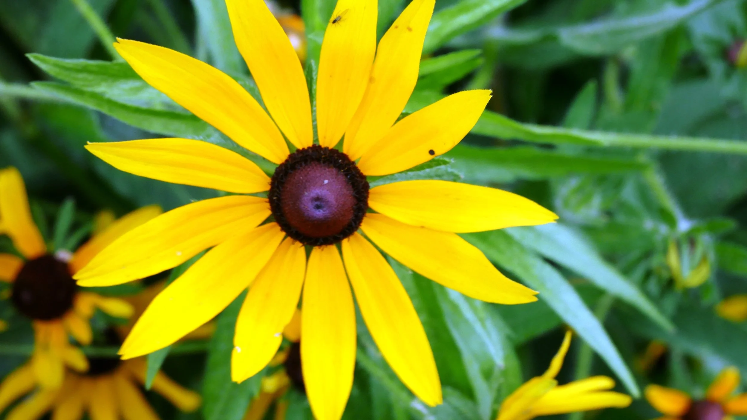 Mamie Till-Mobley Forgiveness Garden (8).JPG