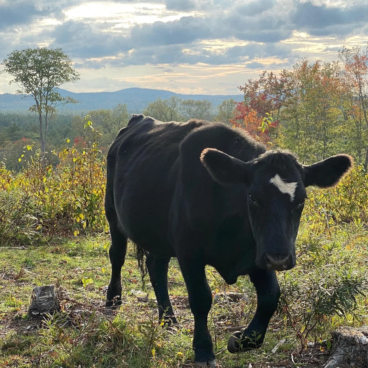 fall_graze_5.jpg