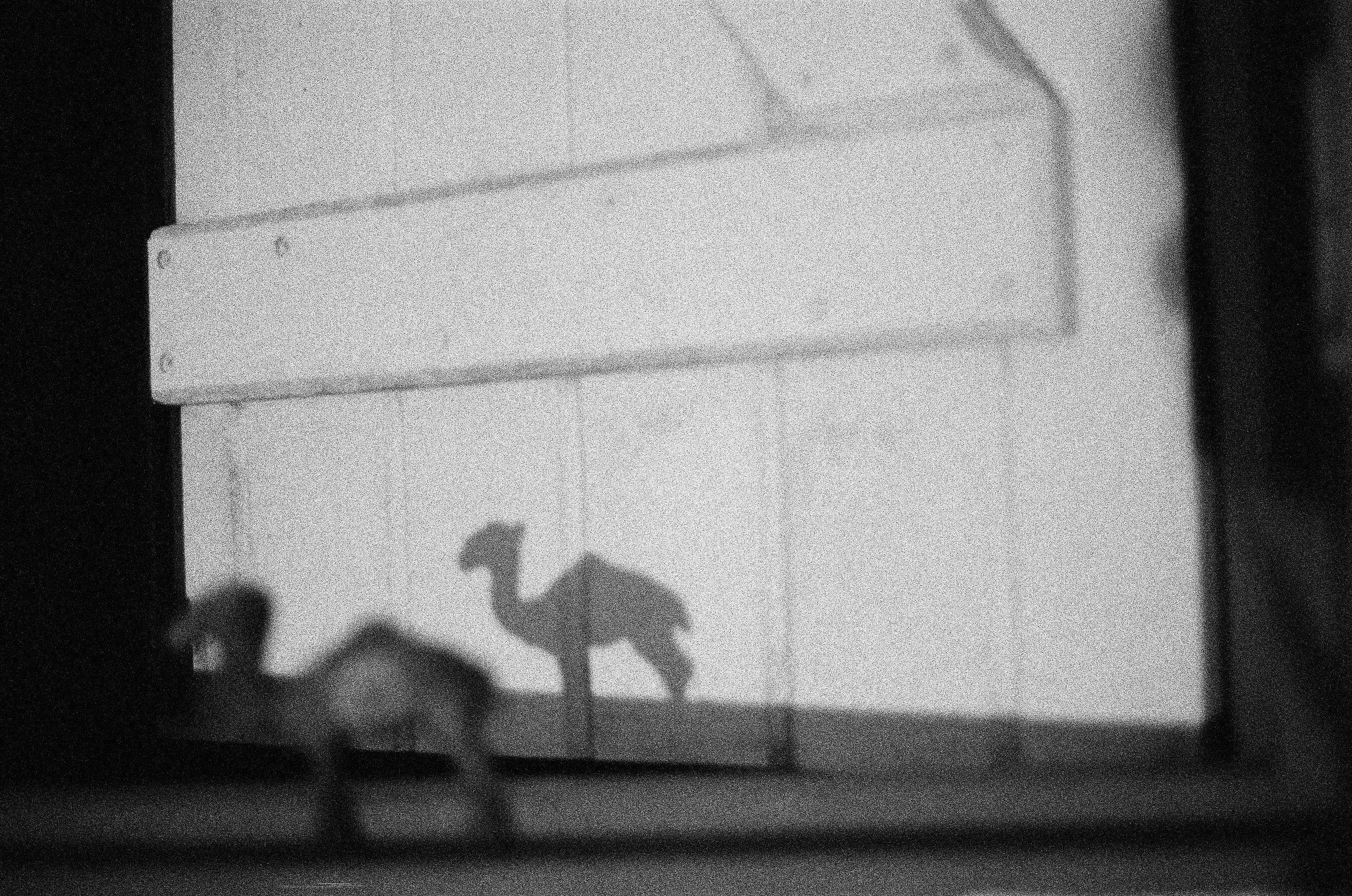 FILM PHOTOGRAPHY