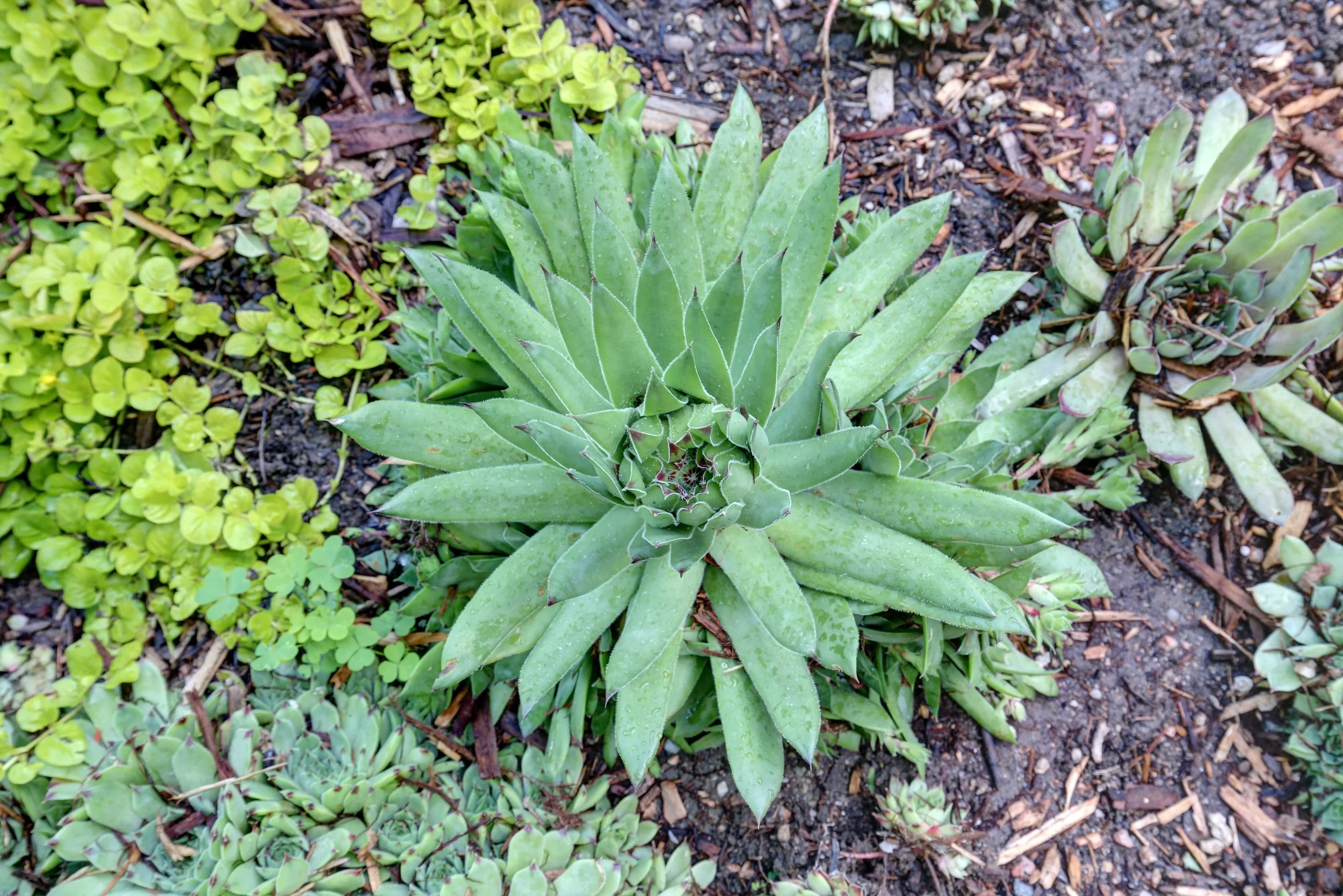 Close-up of succulent plant in a landscaped garden by The Green Fuse in Denver, with ground cover and mulch.