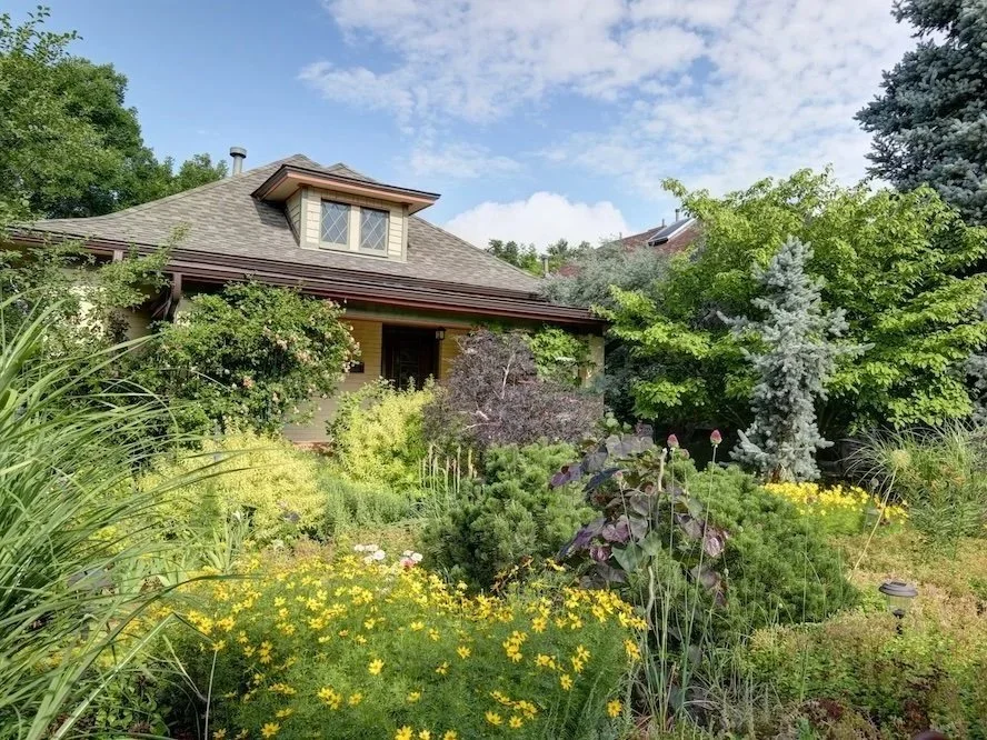 Native perennial garden getting routine care and weeding in a Denver backyard