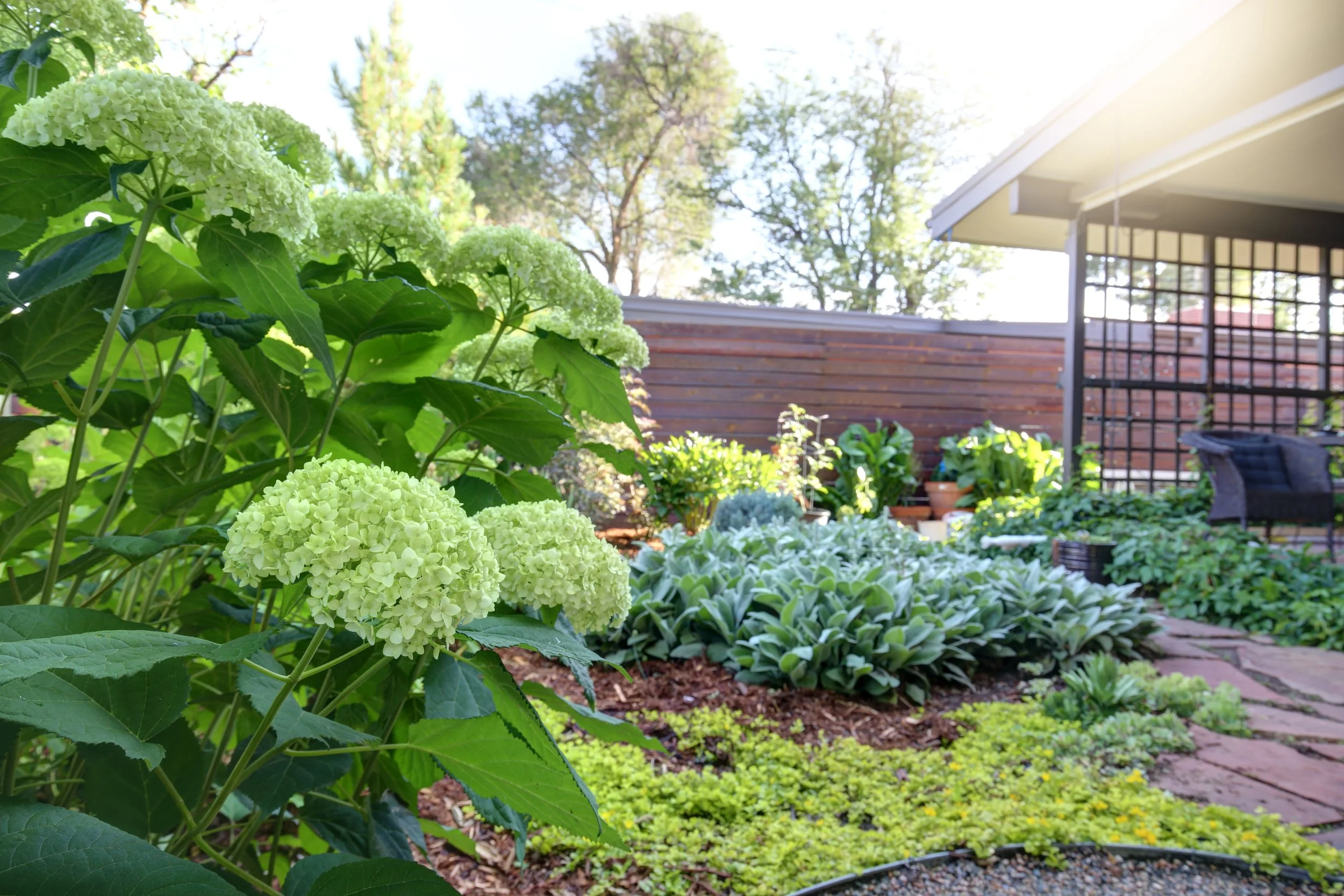 Backyard garden designed by The Green Fuse with blooming hydrangeas, lush greenery, and a private seating area by a wooden fence.