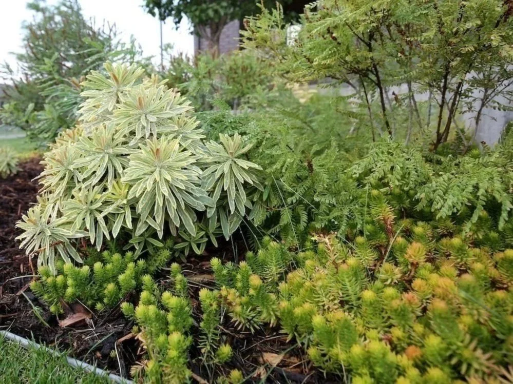 Seasonal garden bed cleanup and pruning by The Green Fuse in Denver metro
