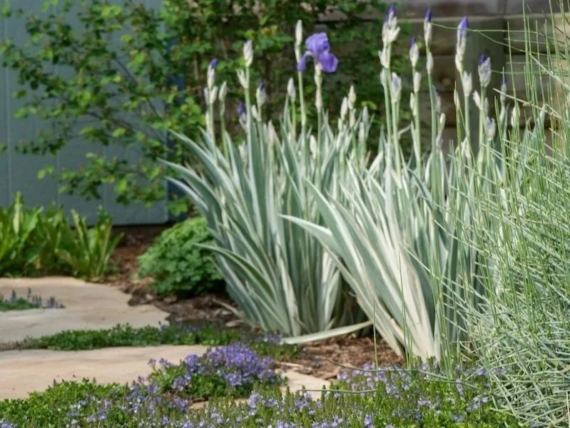 Blooming irises and groundcover plants enhance a stone path in a Denver garden landscape.