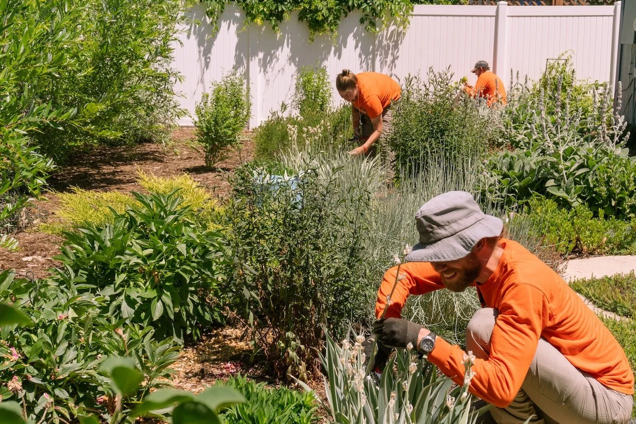 Landscape crew from The Green Fuse tending gardens and plantings in a residential Denver yard.