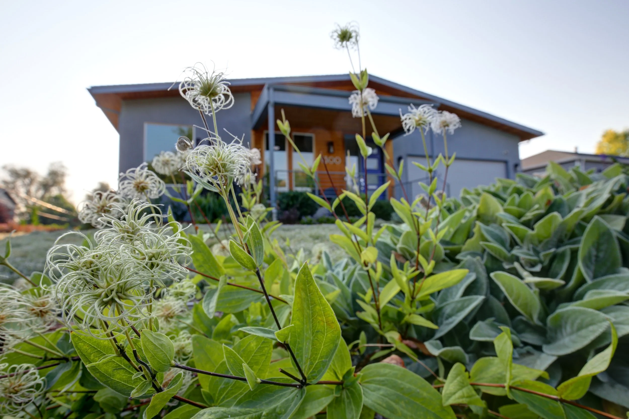 Front yard landscape in Denver featuring lush greenery and unique flowering textures, designed by The Green Fuse.