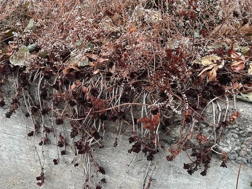 Winter garden detail in Denver with dried foliage and textures, captured by The Green Fuse for seasonal landscaping inspiration.