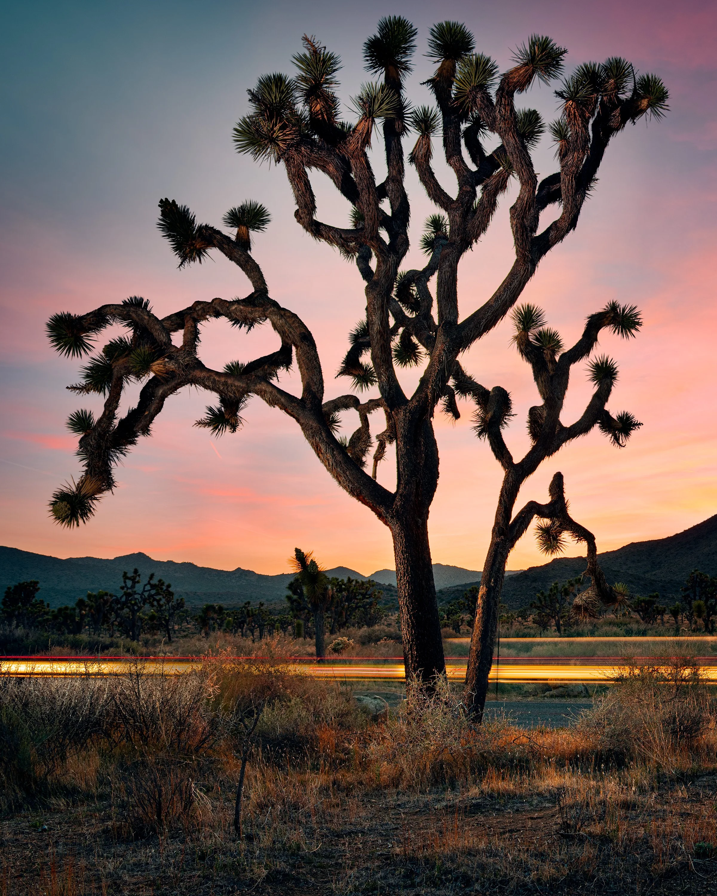 JoshuaTreeweb.jpg