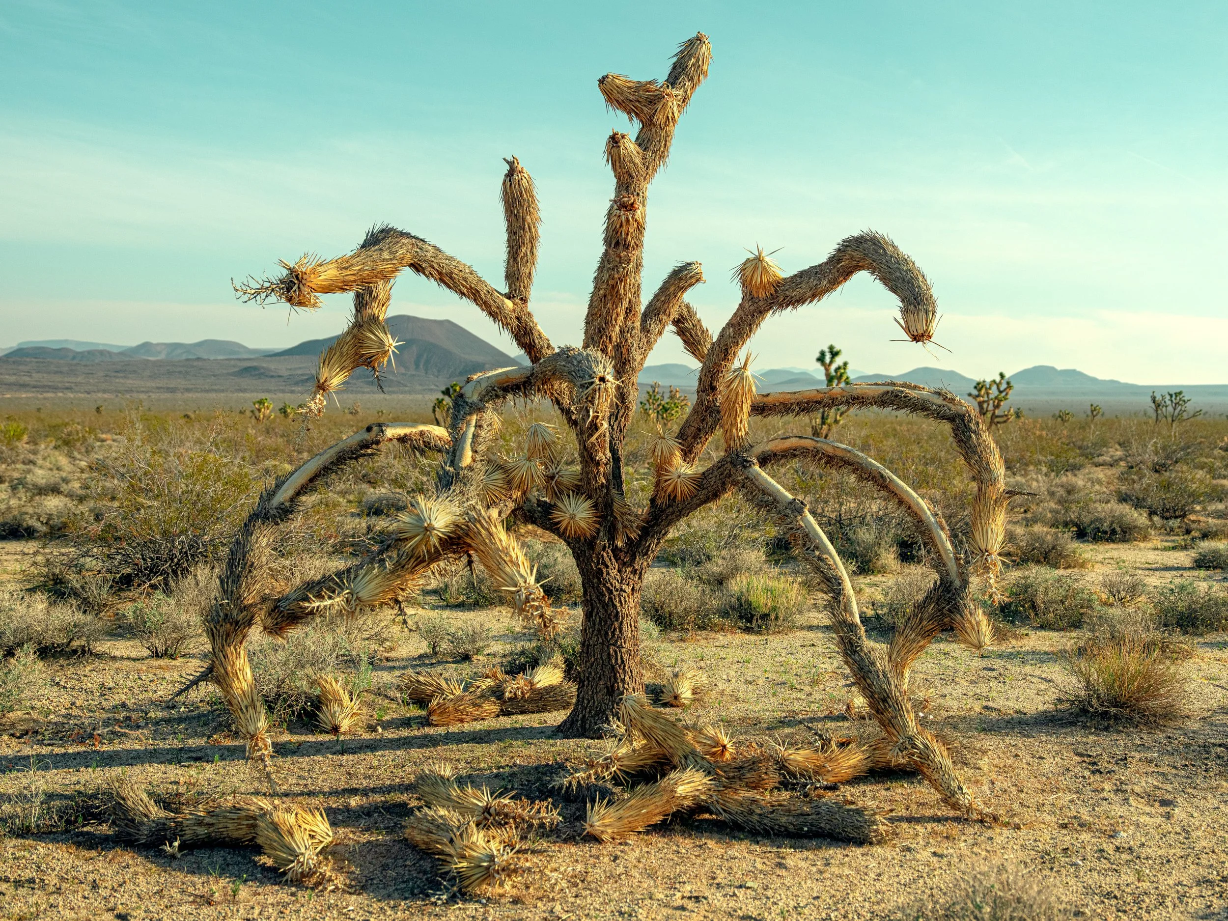 Joshua Tree.jpg