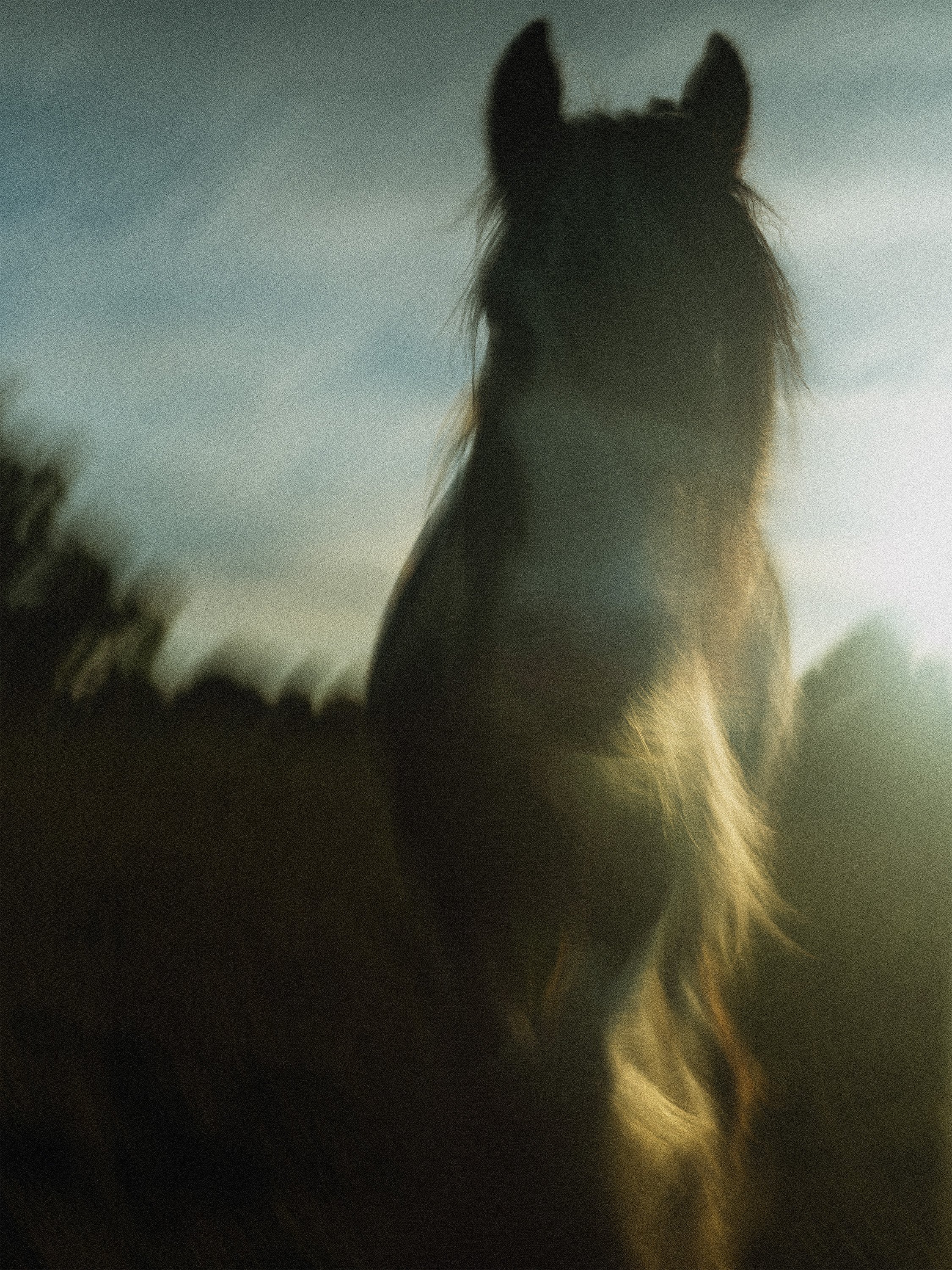 Horse - Suffolk, UK