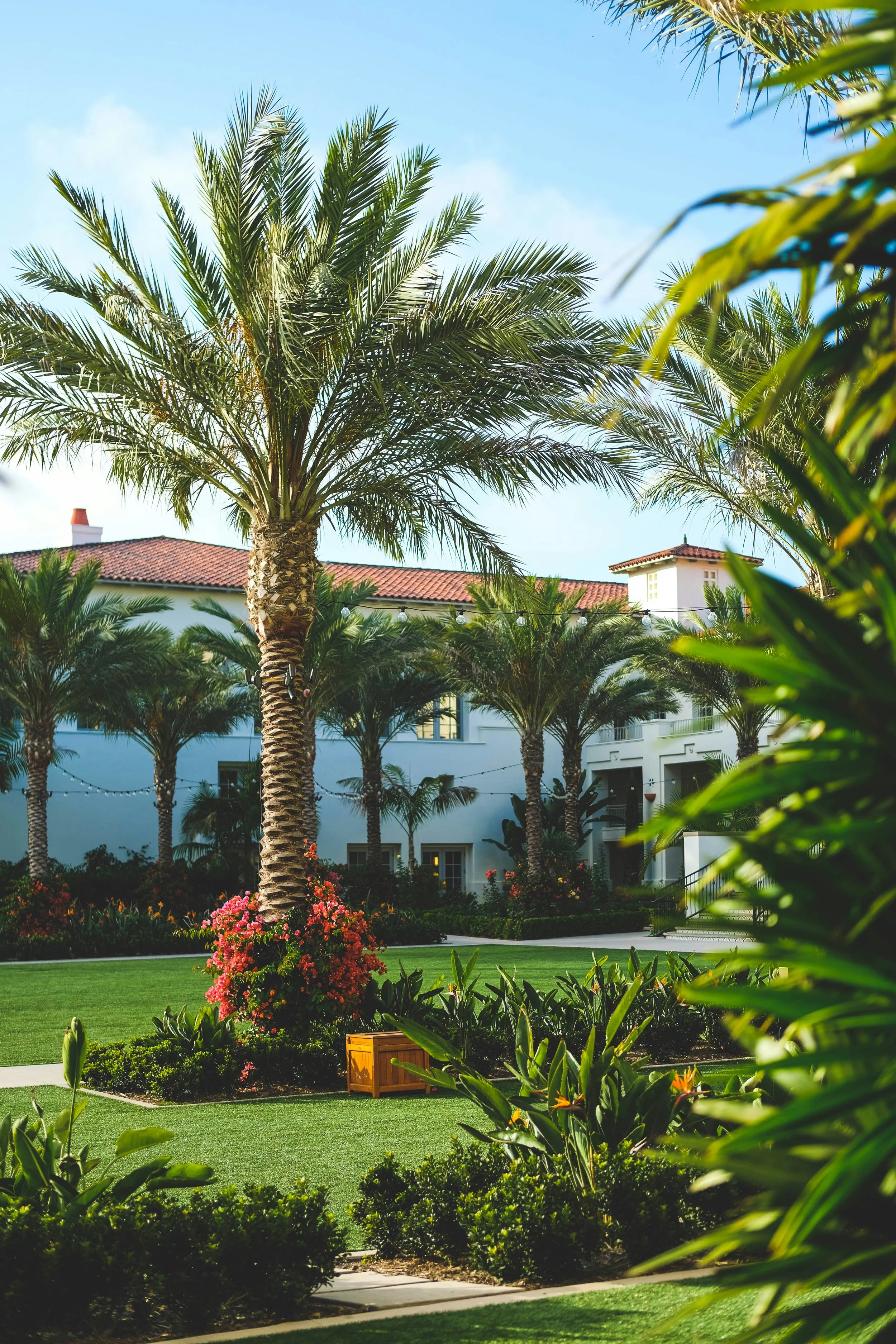 A landscaped courtyard with tall palm trees, green lawn, flower bushes, a white building with a red-tiled roof, and string lights hanging between the trees on a sunny day.